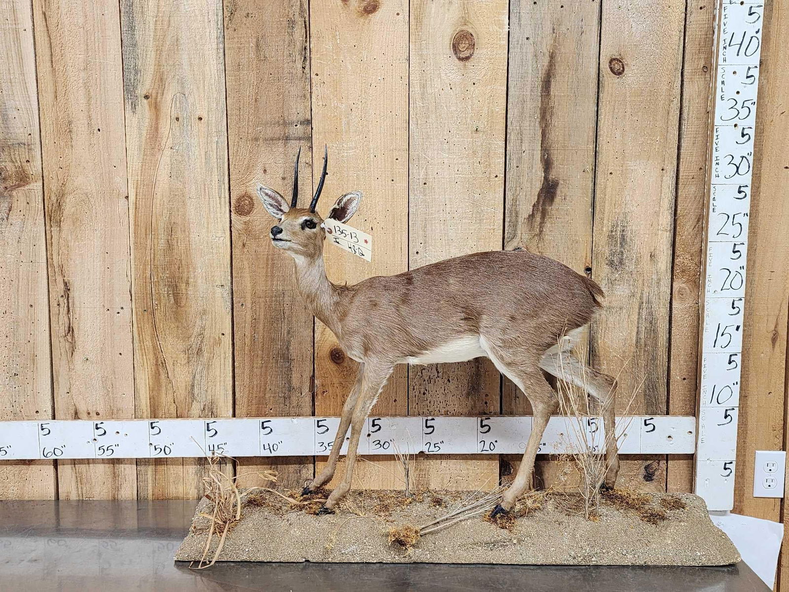 African Steinbok Full Body Taxidermy Mount (1 of 7)