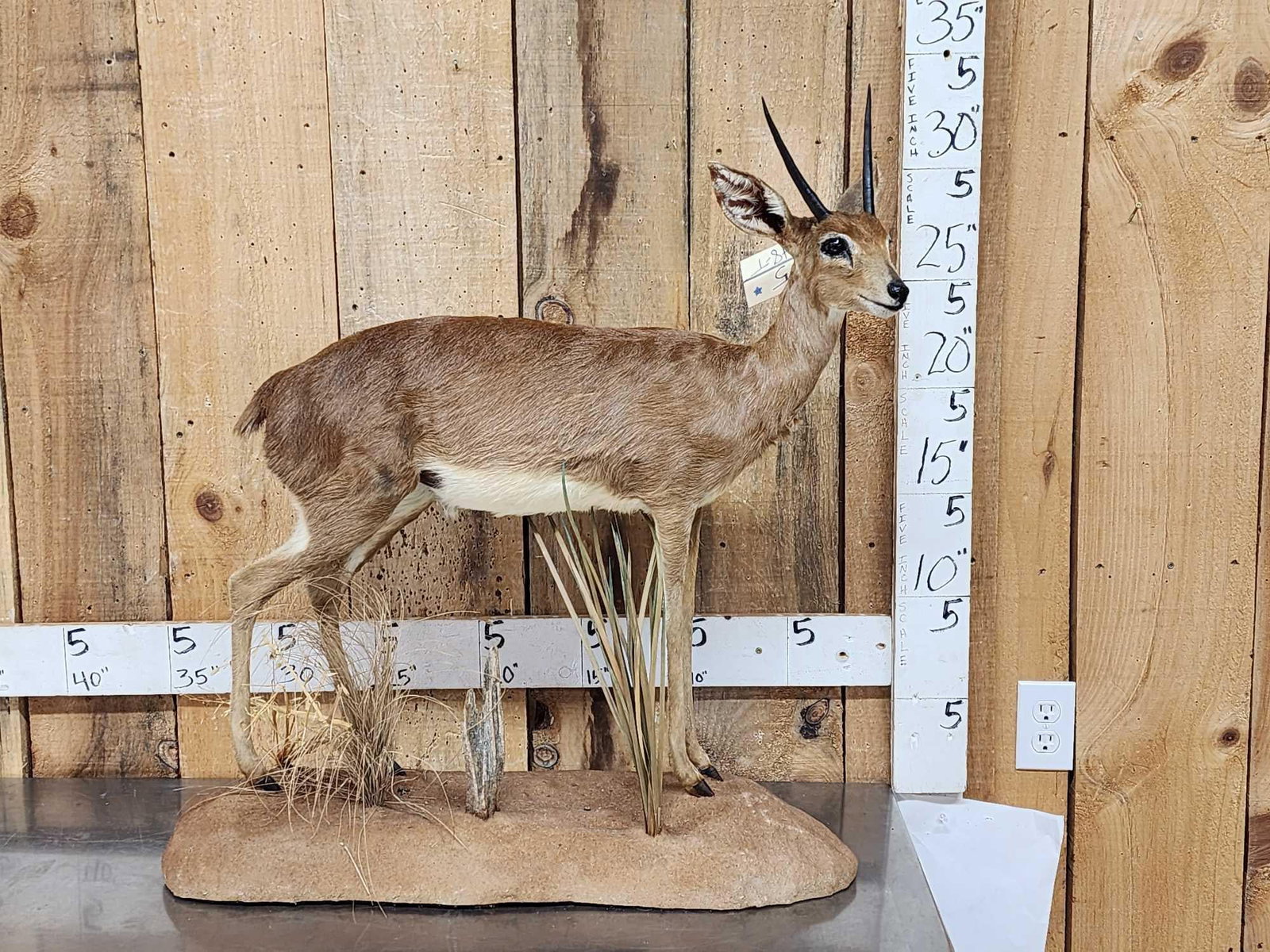 African Steinbok Full Body Taxidermy Mount (1 of 5)