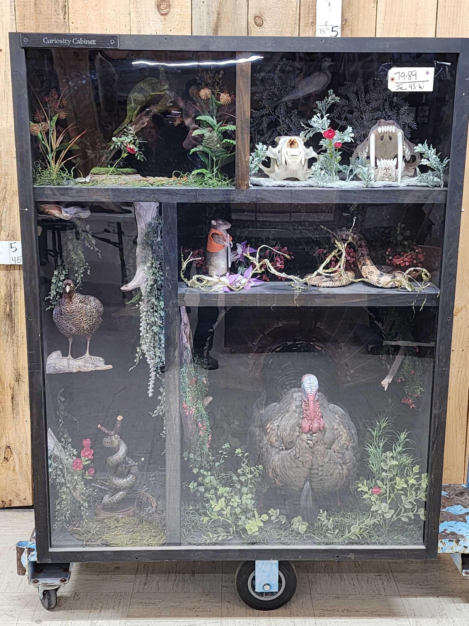 Taxidermy Curiosity Cabinet Includes 11 Taxidermy Mounts: 79.89 Cool piece lighted cabinet with Chameleon, Beetles , Black Bear Skull , Ringed Turtle Dove , Reproduction Saber Tooth Tiger skull , Parakeet , Sharp Tail Grouse , Grass Snake , Hunting Rat , Rat