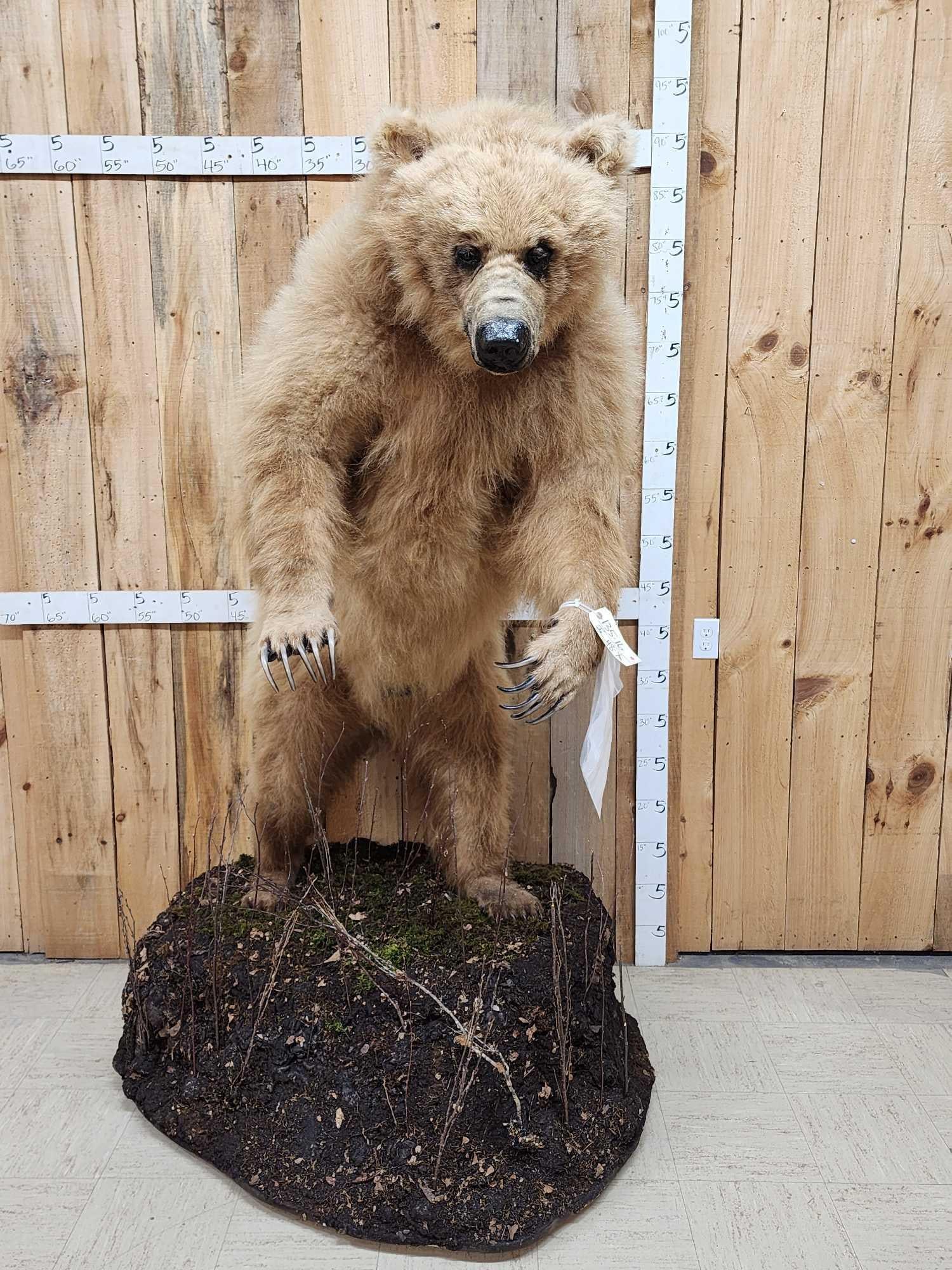 Alaskan Brown Bear Full Body Taxidermy Mount (1 of 8)