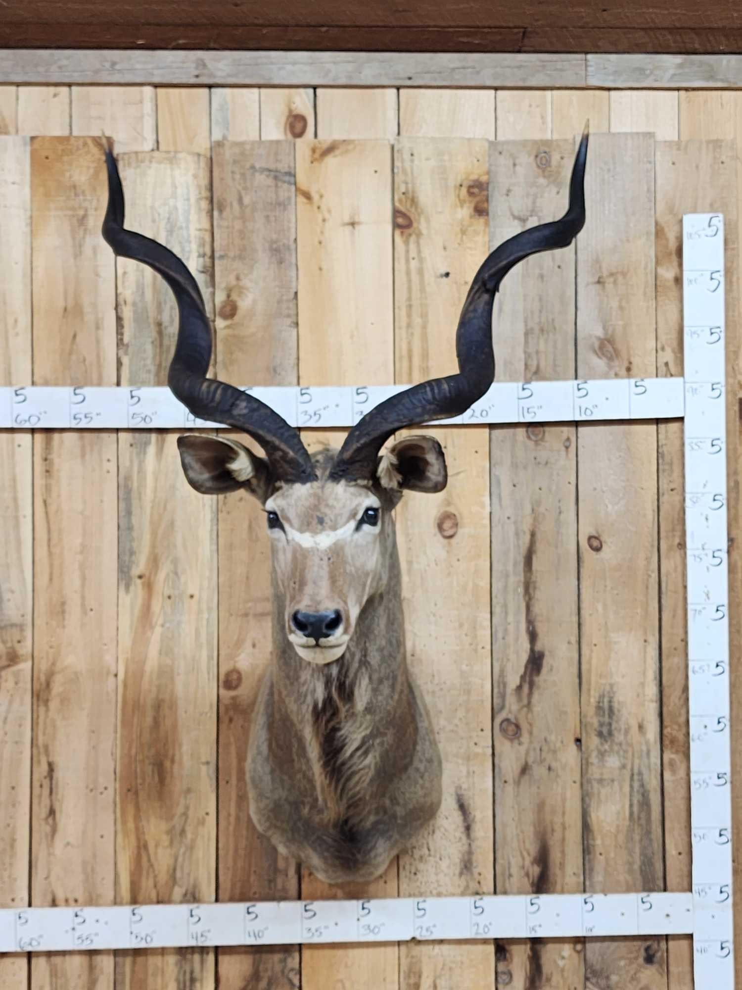 African Kudu Shoulder Mount Taxidermy (1 of 3)