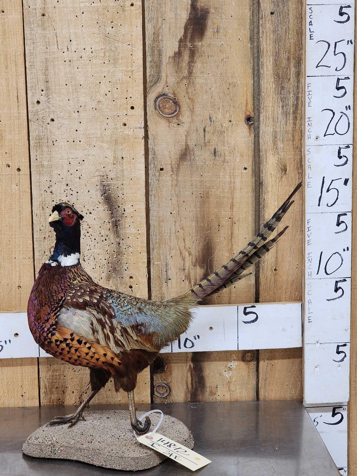 Ringneck Pheasant Full Body Bird Taxidermy: 148.12 Pretty colors