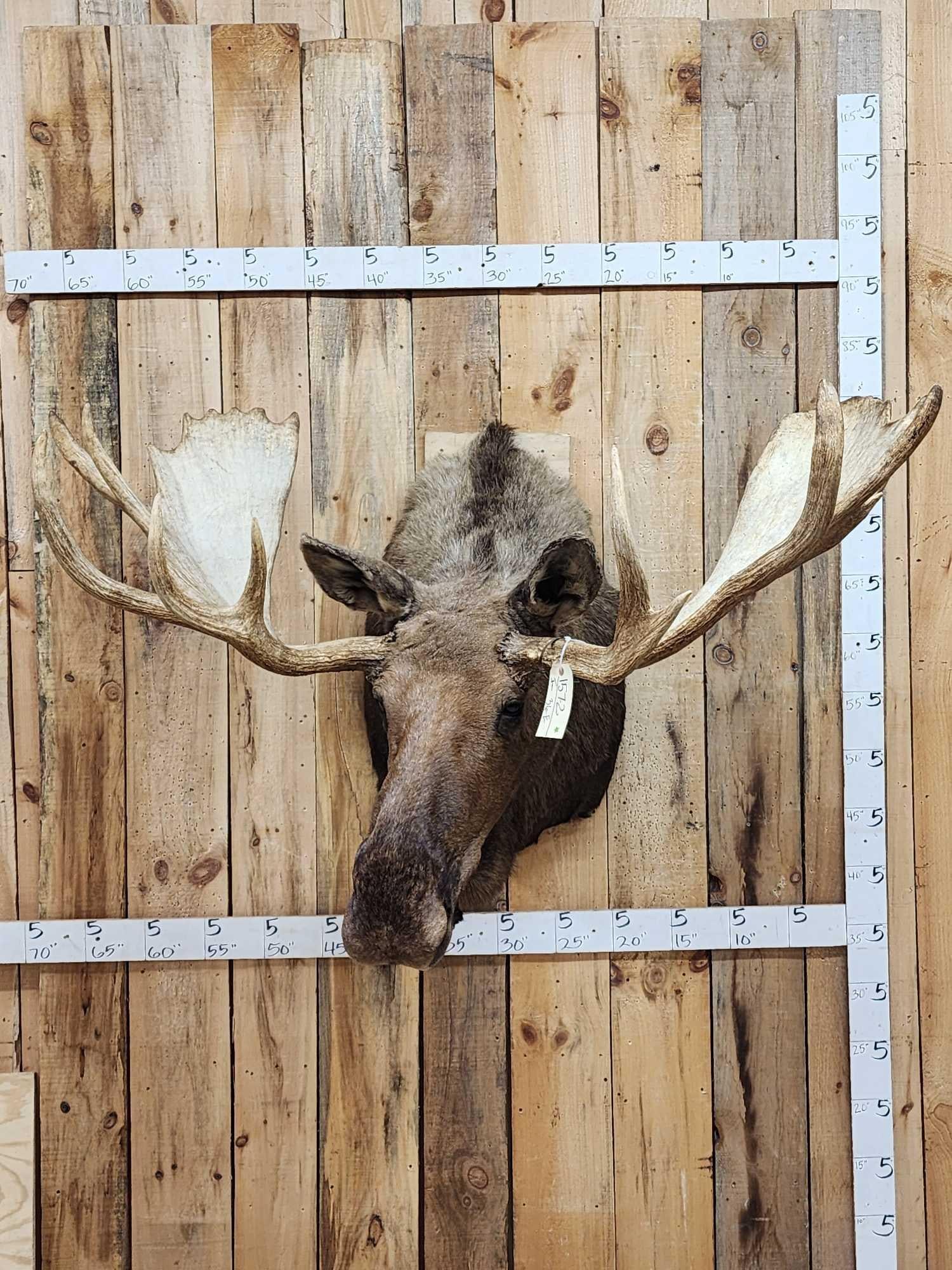 64" Wide Moose Shoulder Mount Taxidermy (1 of 7)