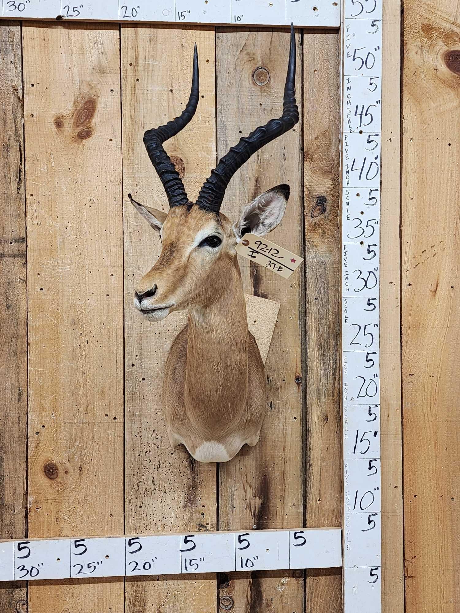 African Impala Shoulder Mount Taxidermy (1 of 4)