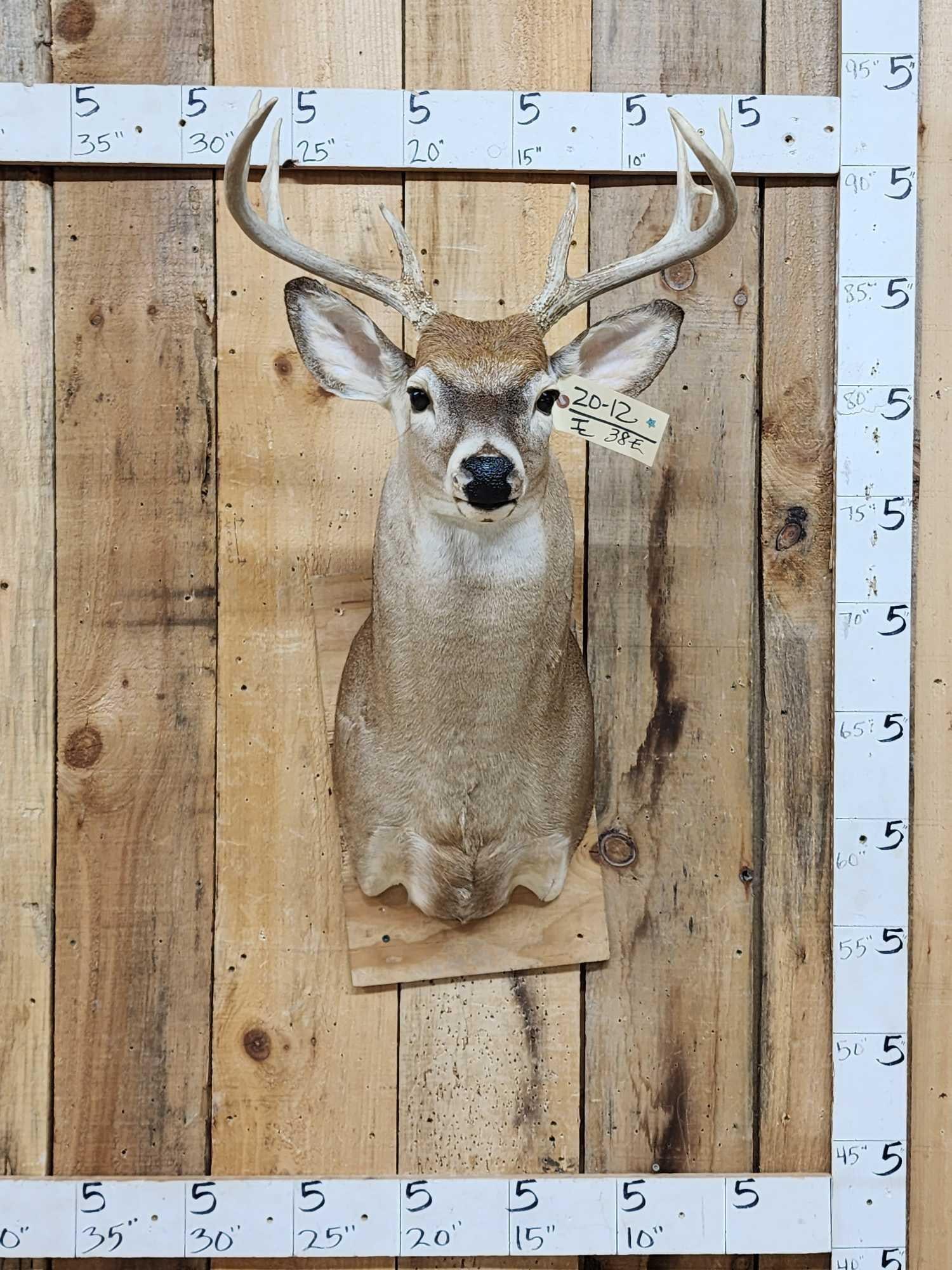 4x4 Whitetail Shoulder Mount Taxidermy (1 of 3)