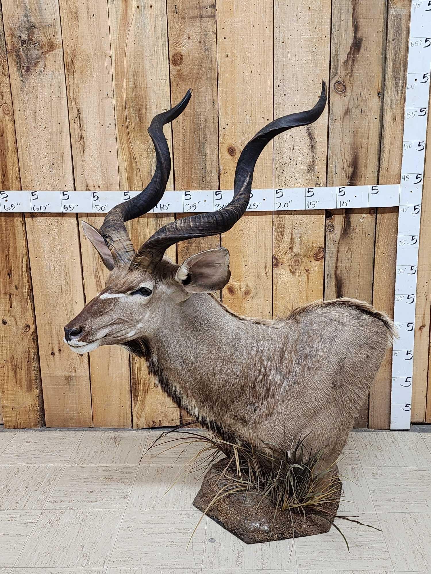 African Kudu Table Top/ Floor Pedestal Taxidermy Mount (1 of 13)