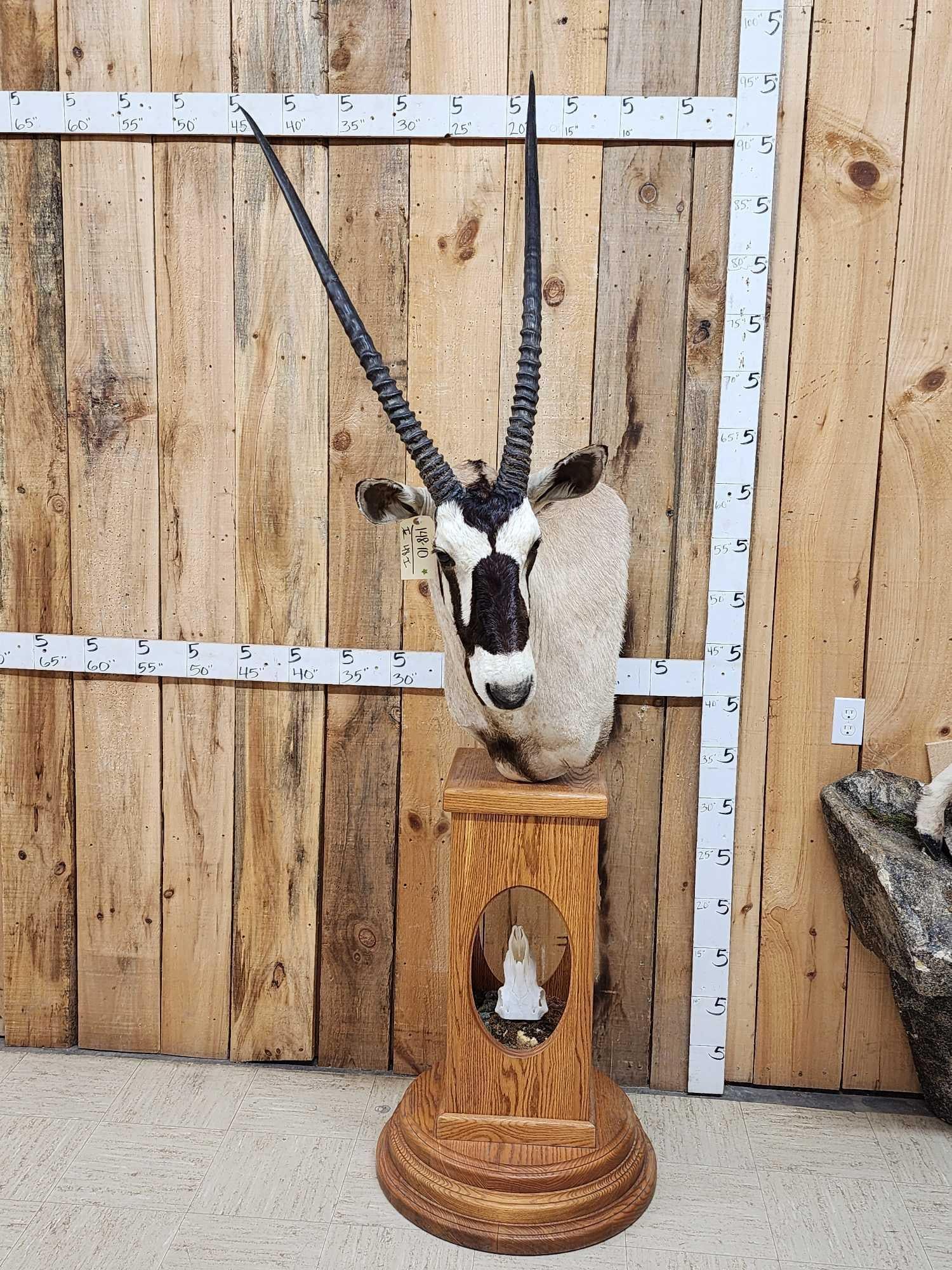 African Gemsbok Pedestal Taxidermy Mount (1 of 8)