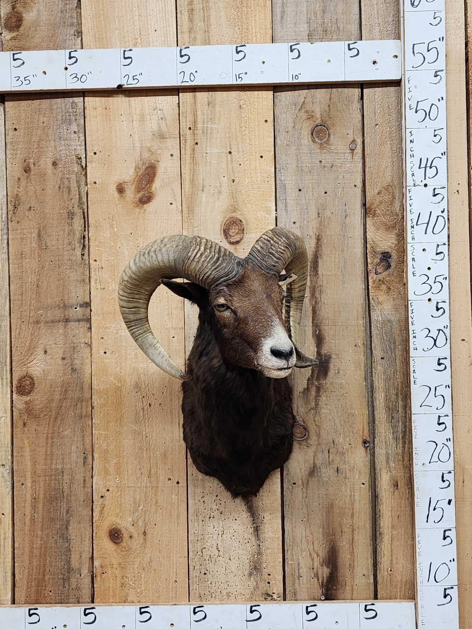 Ram Sheep Shoulder Mount Taxidermy: 92.18 Nice clean mount awesome look