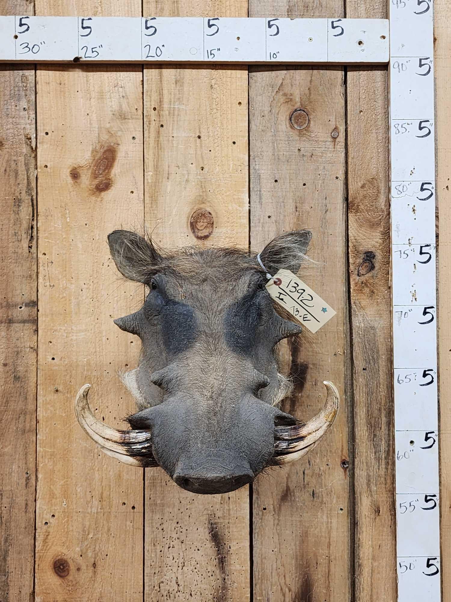 African Warthog Shoulder Mount Taxidermy: 139.2 Solid mount great look