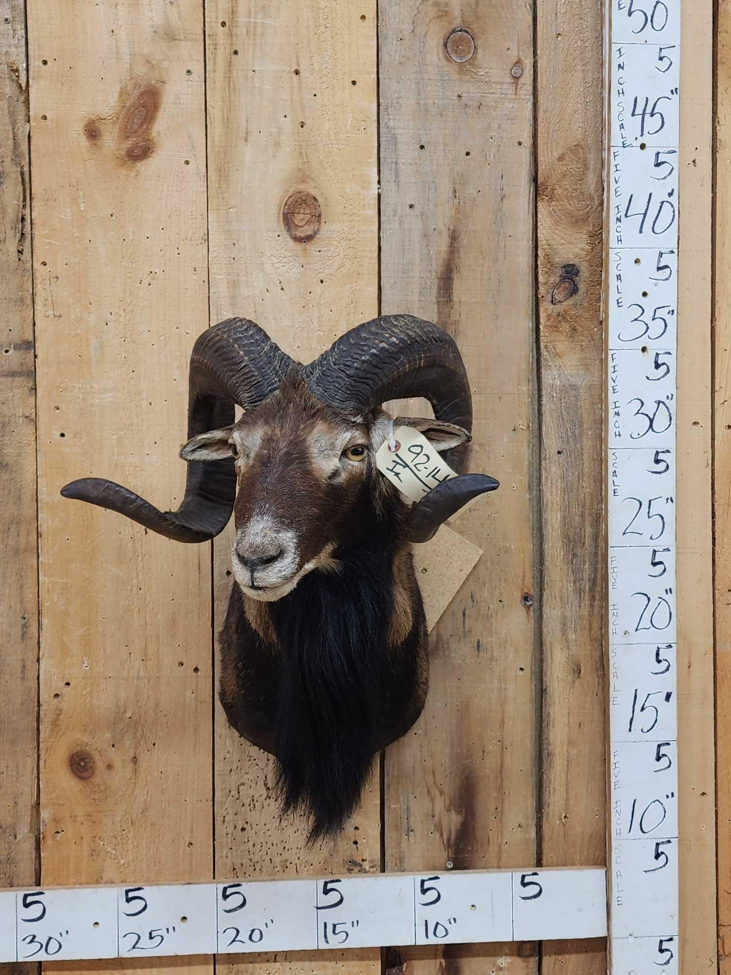 Mouflon Ram Sheep Shoulder Mount Taxidermy (1 of 5)