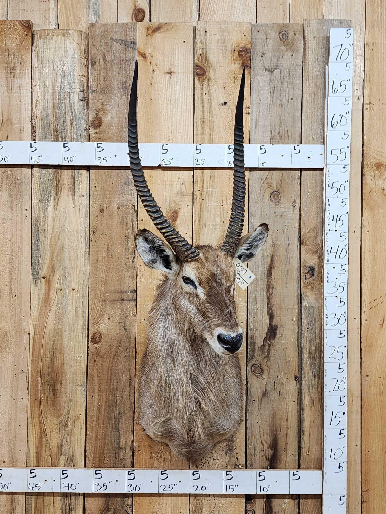 African Waterbuck Shoulder Mount Taxidermy (1 of 5)