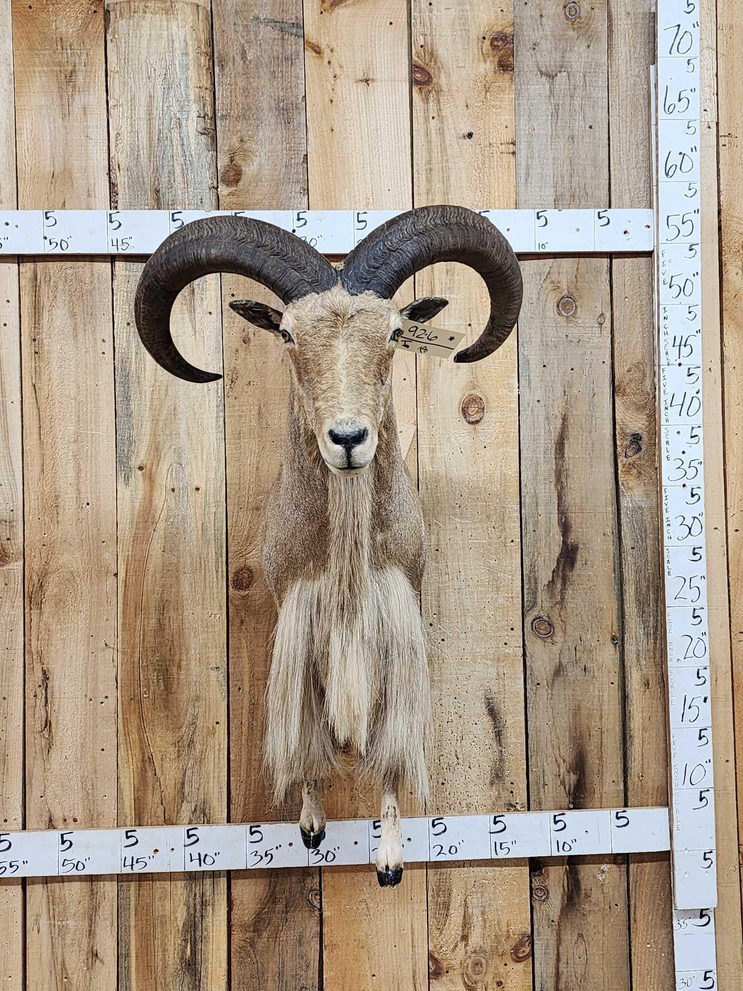 Aoudad Or Barbary Sheep Half Body Taxidermy Mount: 92.6 Nice mount big beard big horns over 28"