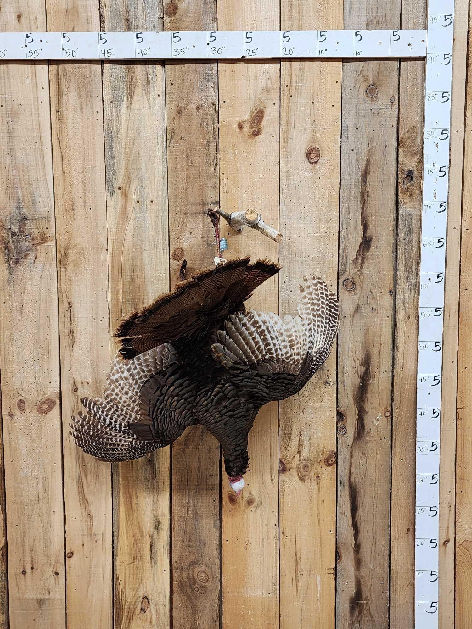 Turkey Harvest Mount Bird Taxidermy (1 of 6)