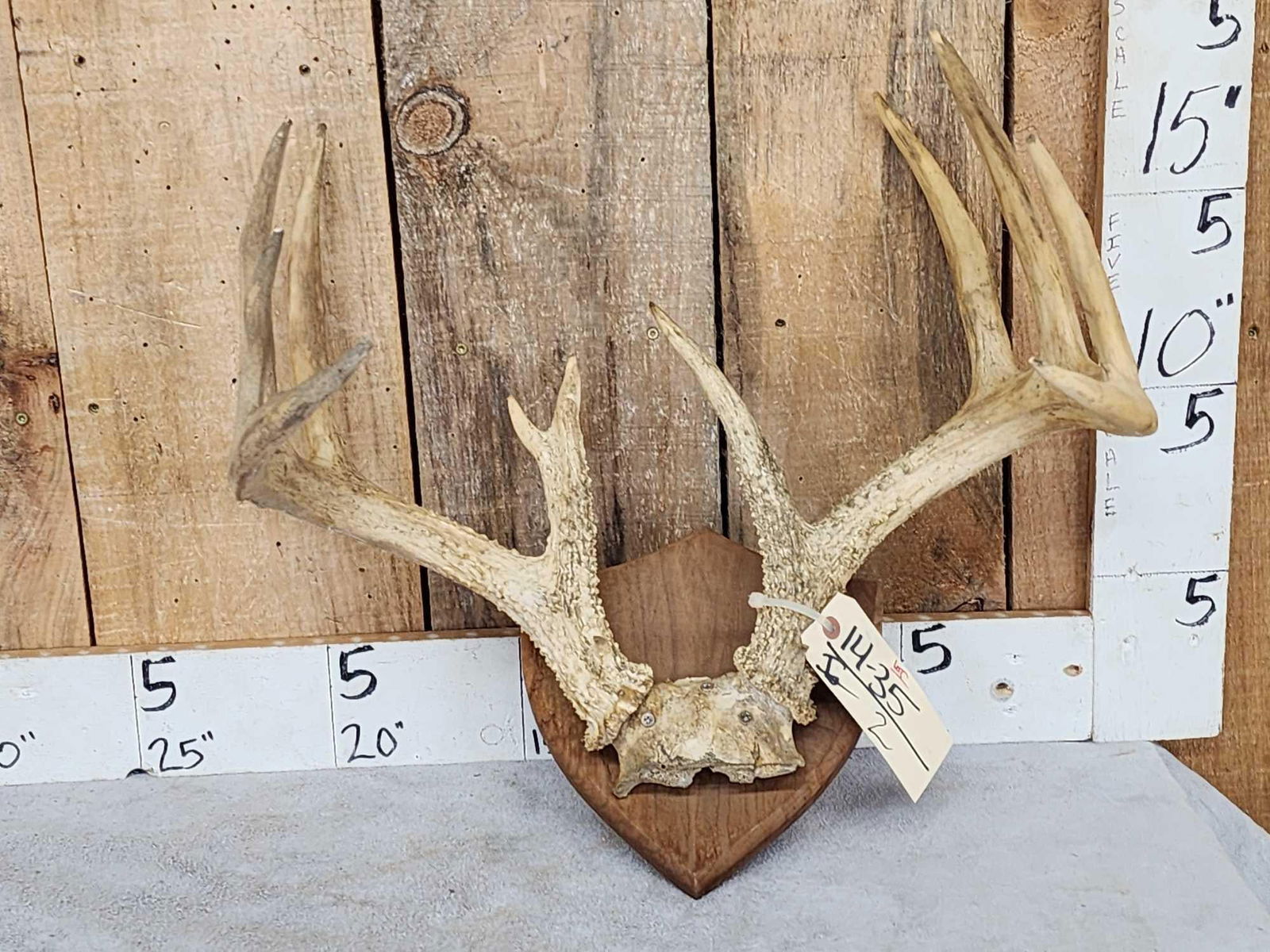 6x5 Whitetail Antlers On Plaque (1 of 3)