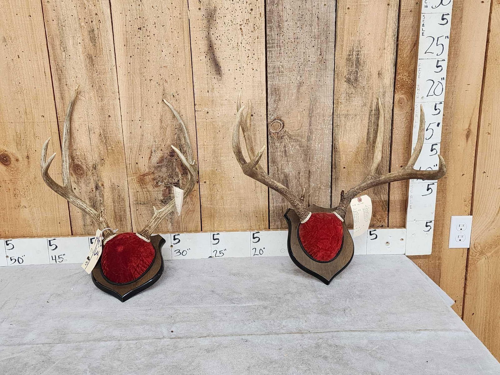 2 Sets Of Mule Deer Antlers On Plaques (1 of 8)