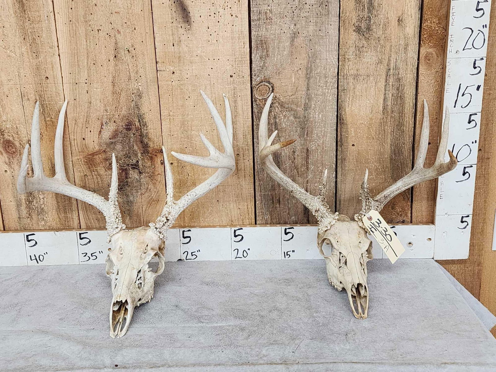 2 Sets Of Whitetail Antlers On Skull (1 of 3)