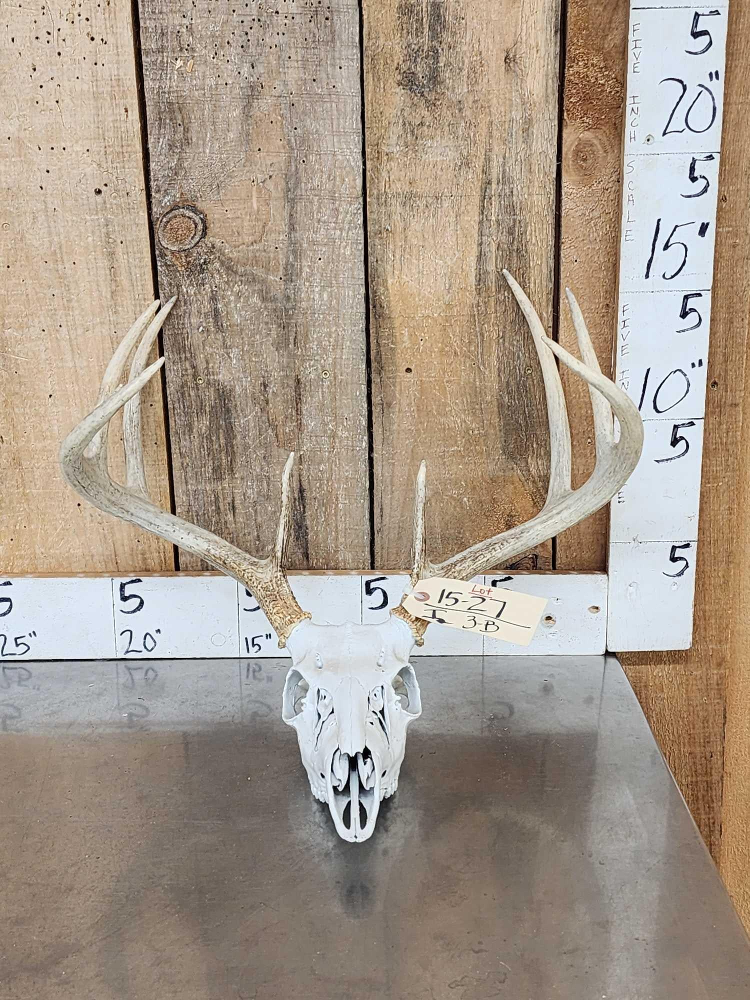 4x5 Whitetail Antlers On Skull (1 of 3)