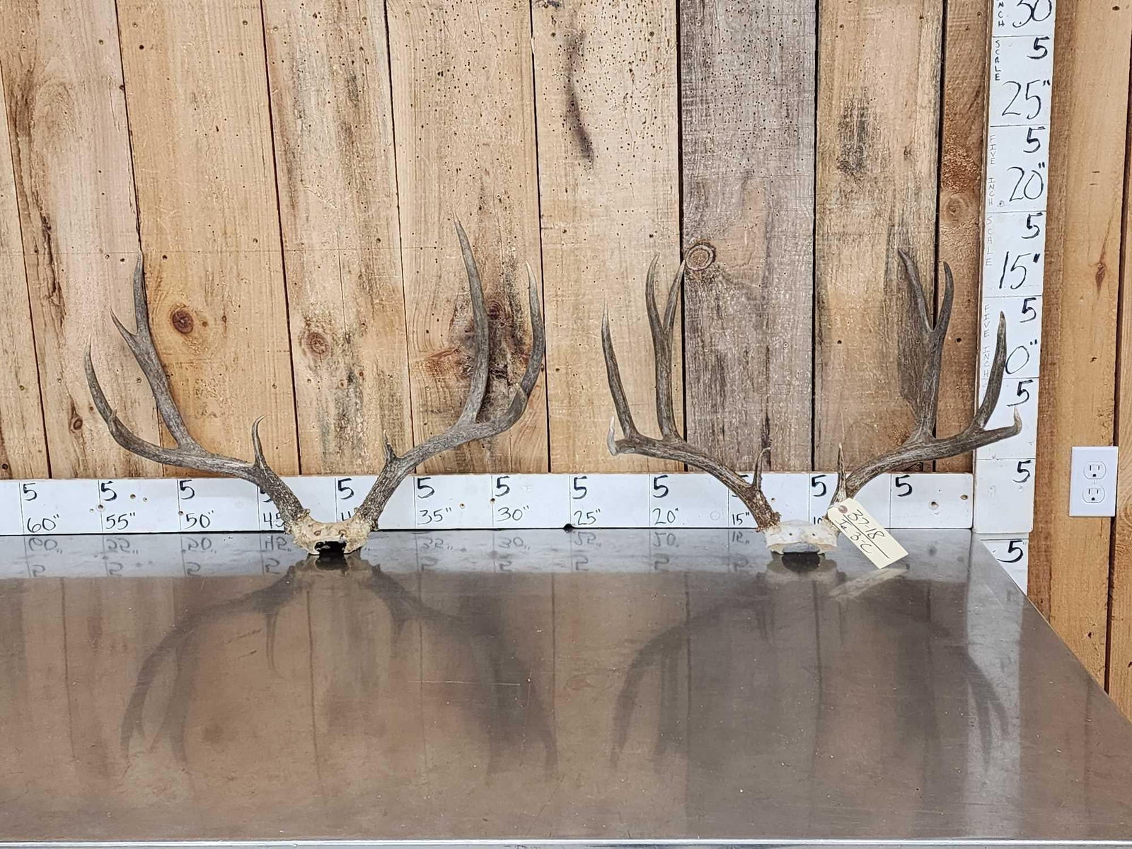 2 Sets Of Mule Deer Antlers On Skull Plate (1 of 5)