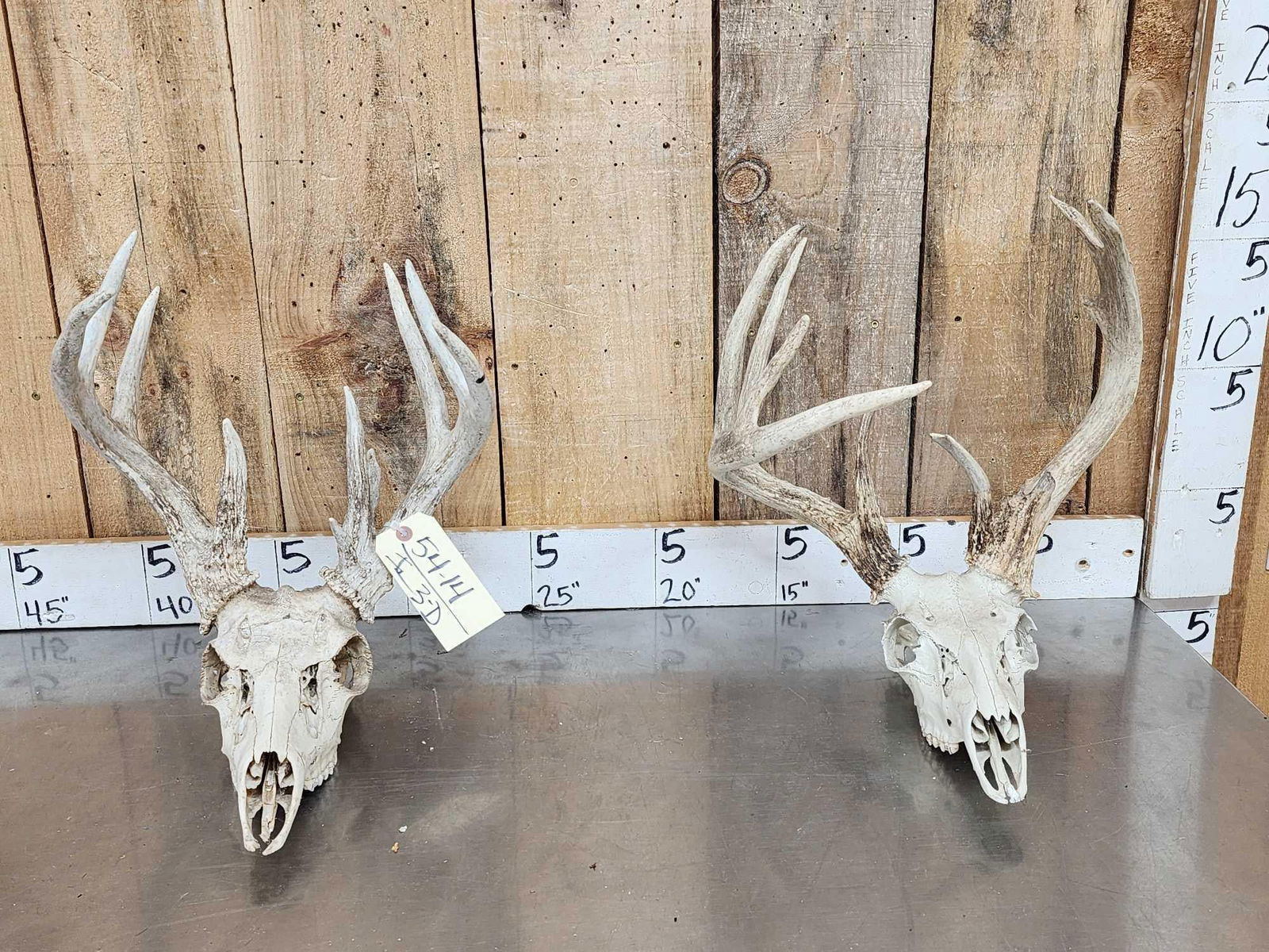 2 Sets Of Whitetail Antlers On Skull Plate (1 of 7)