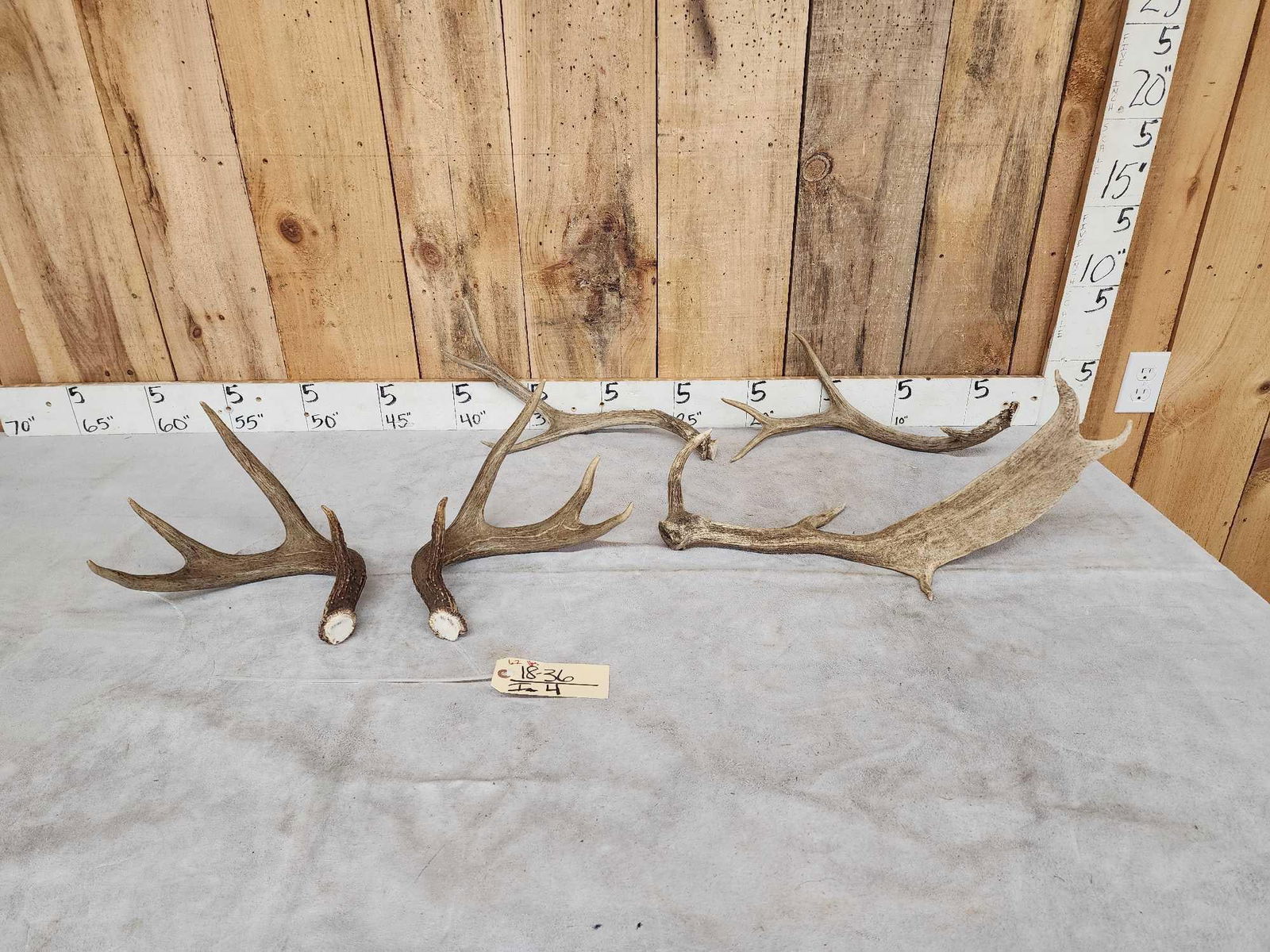 Mixed Antler Lot (1 of 3)