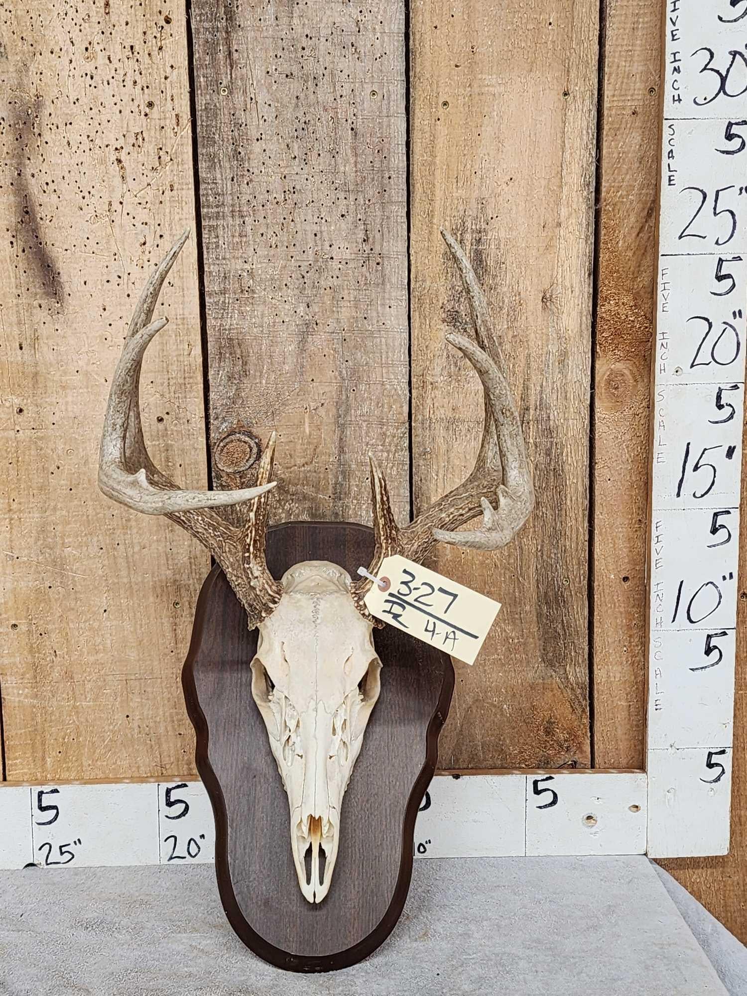 6x4 Whitetail Antlers On Skull With Plaque (1 of 3)