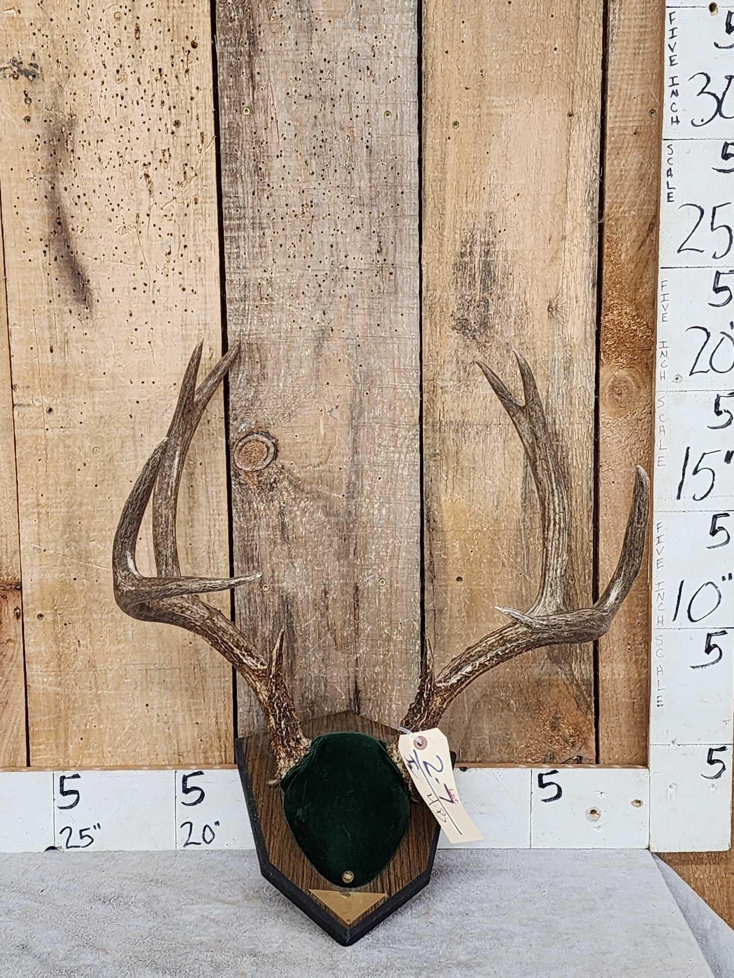 5x5 Mule Deer Antlers On Plaque (1 of 3)