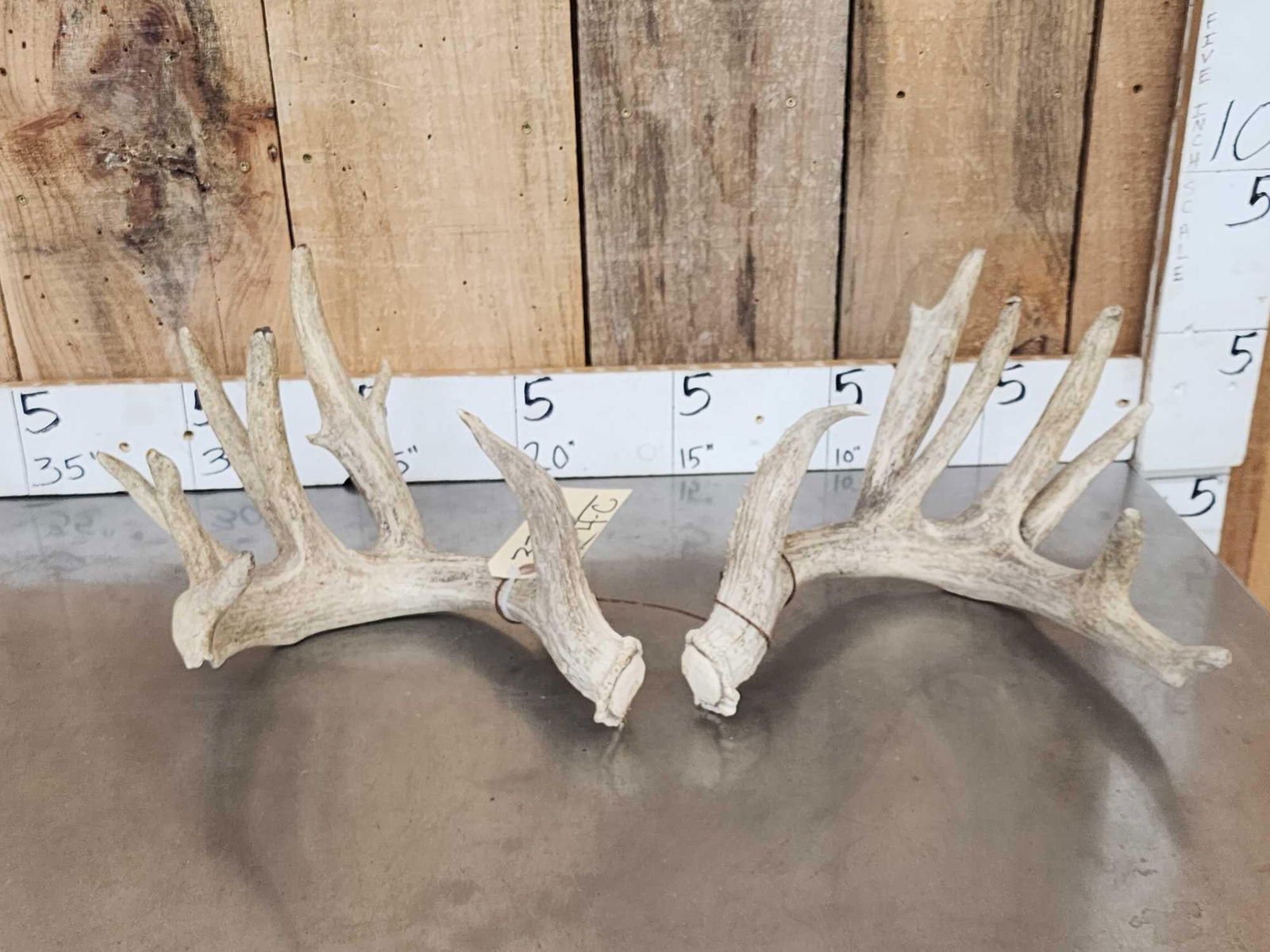 Main Frame 5x5 Whitetail Shed Antlers (1 of 9)
