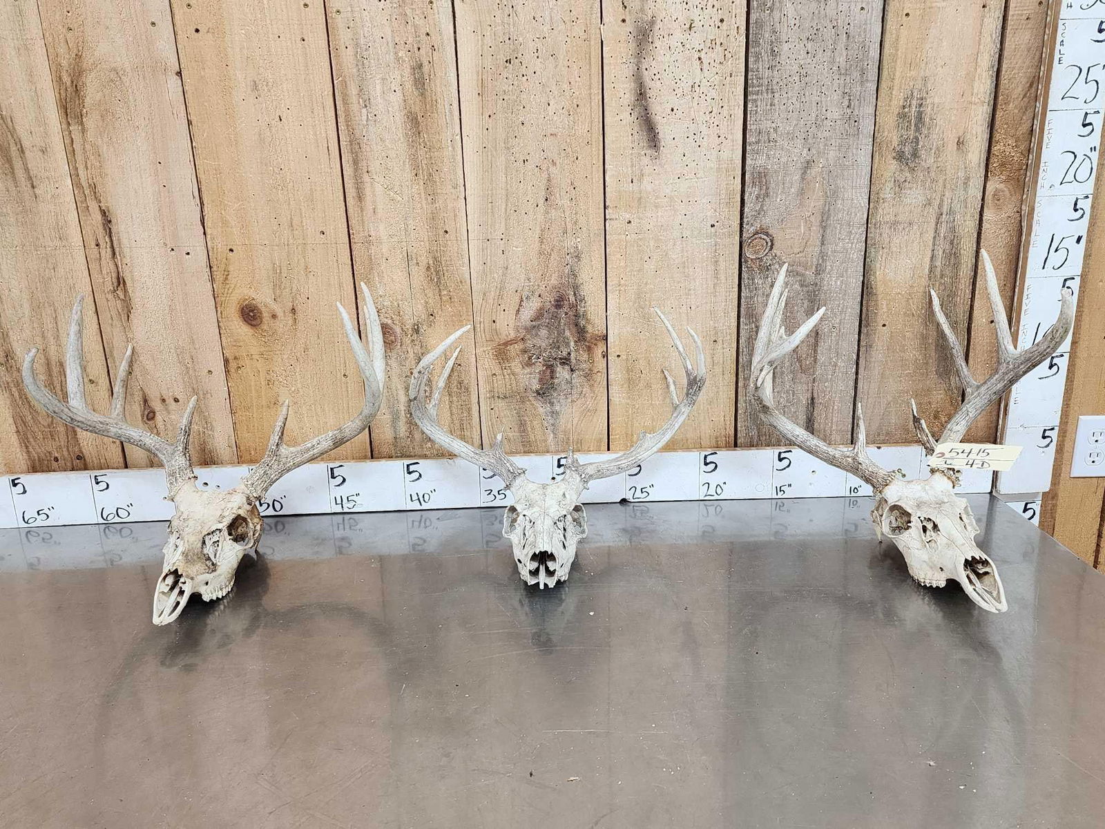 3 Sets Of Whitetail Antlers On Skull (1 of 5)
