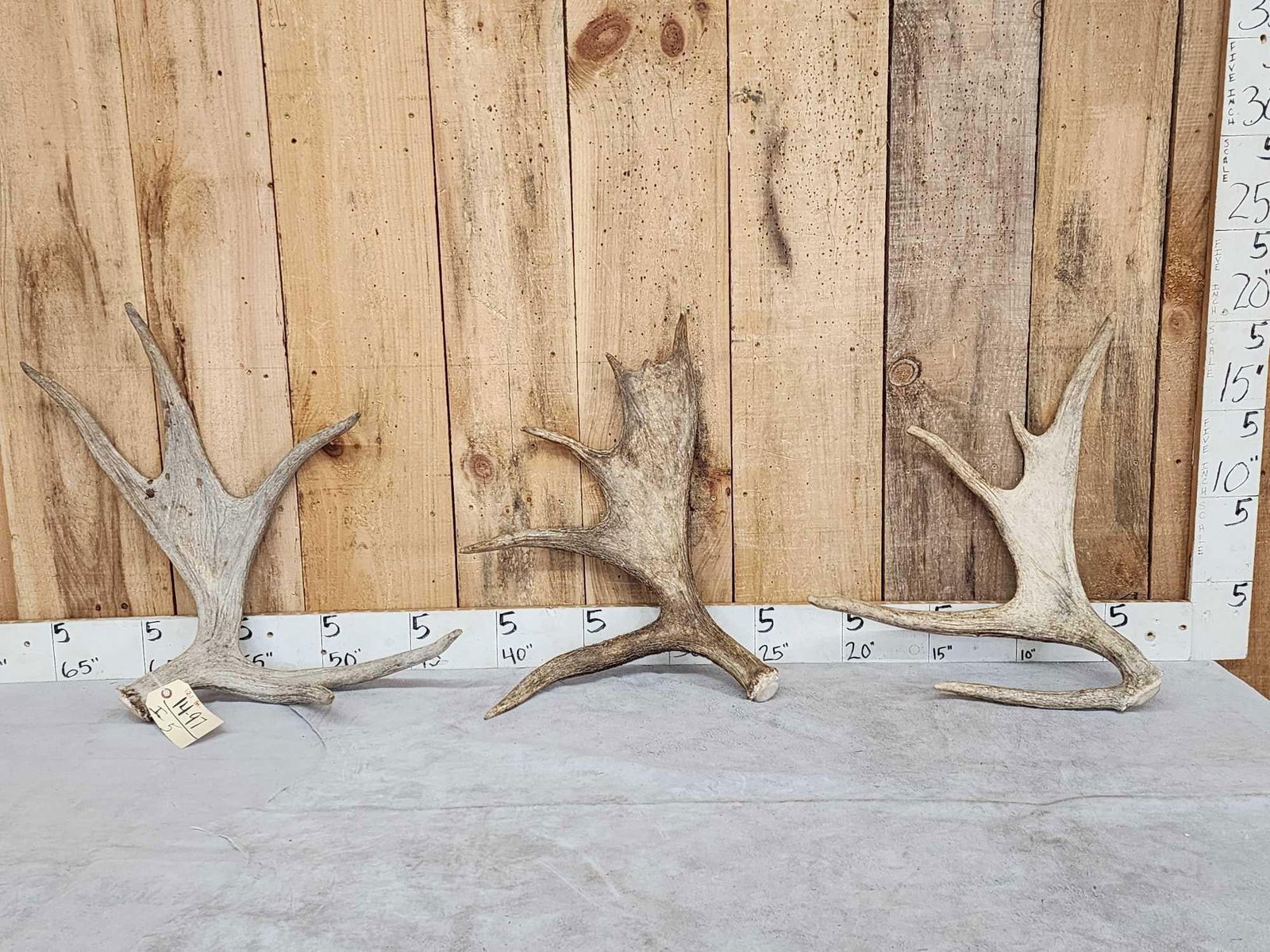 12.1 Lbs Of Moose Antler (1 of 6)