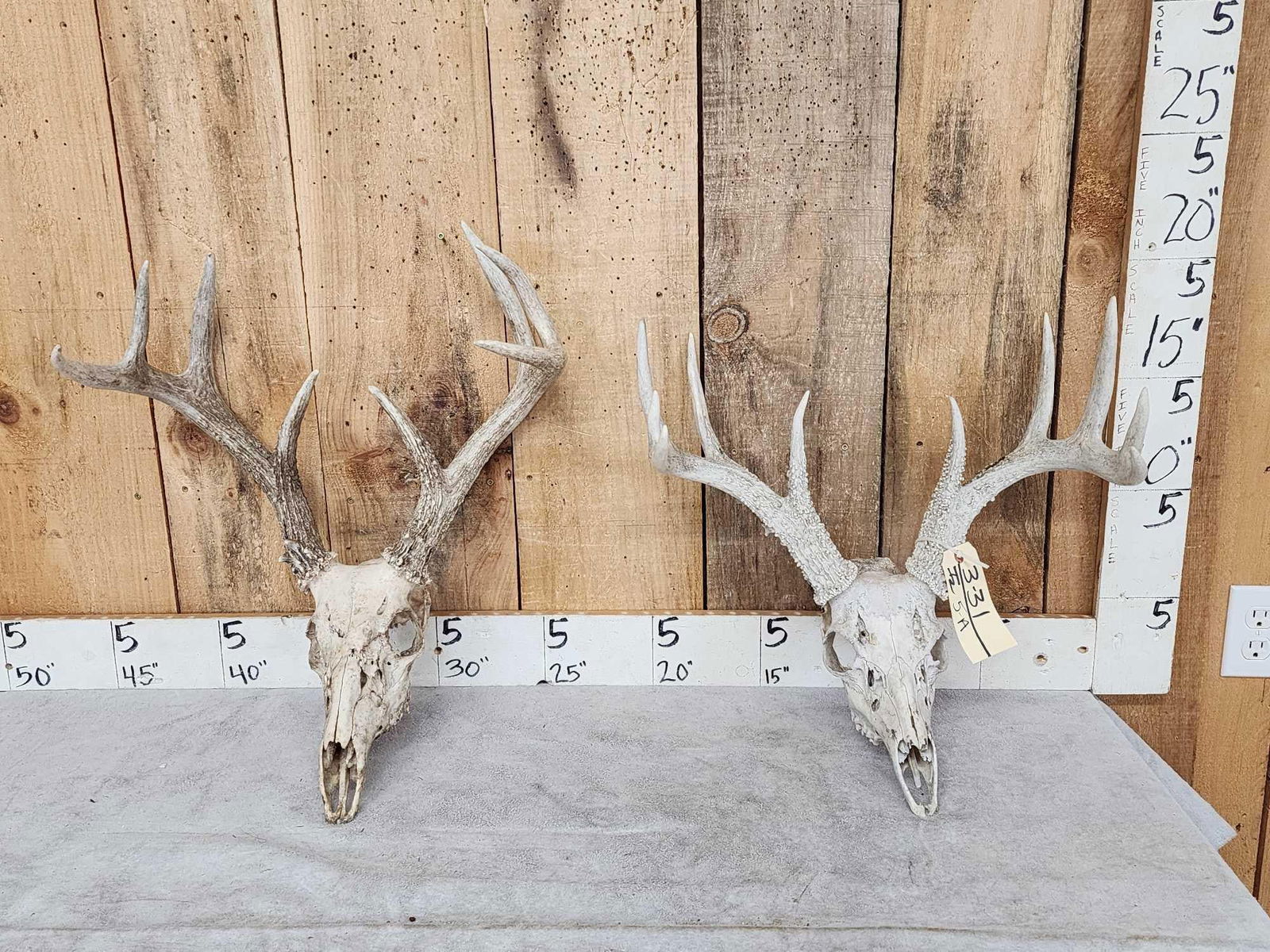 2 Sets Of Whitetail Antlers On Skull (1 of 3)