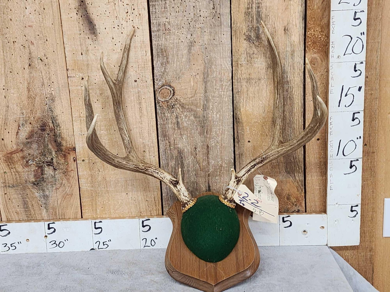 4x5 Mule Deer Antlers On Plaque (1 of 3)