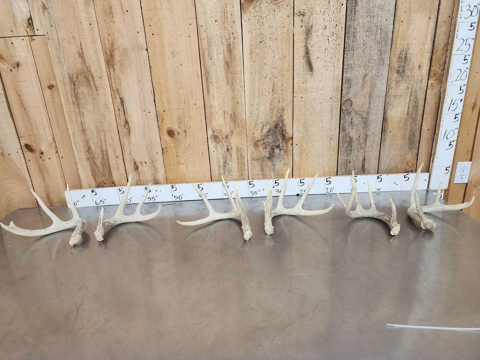 3 Sets Of Whitetail Shed Antlers: 60.7 Great for crafts or decor no chews 6.4 Lbs