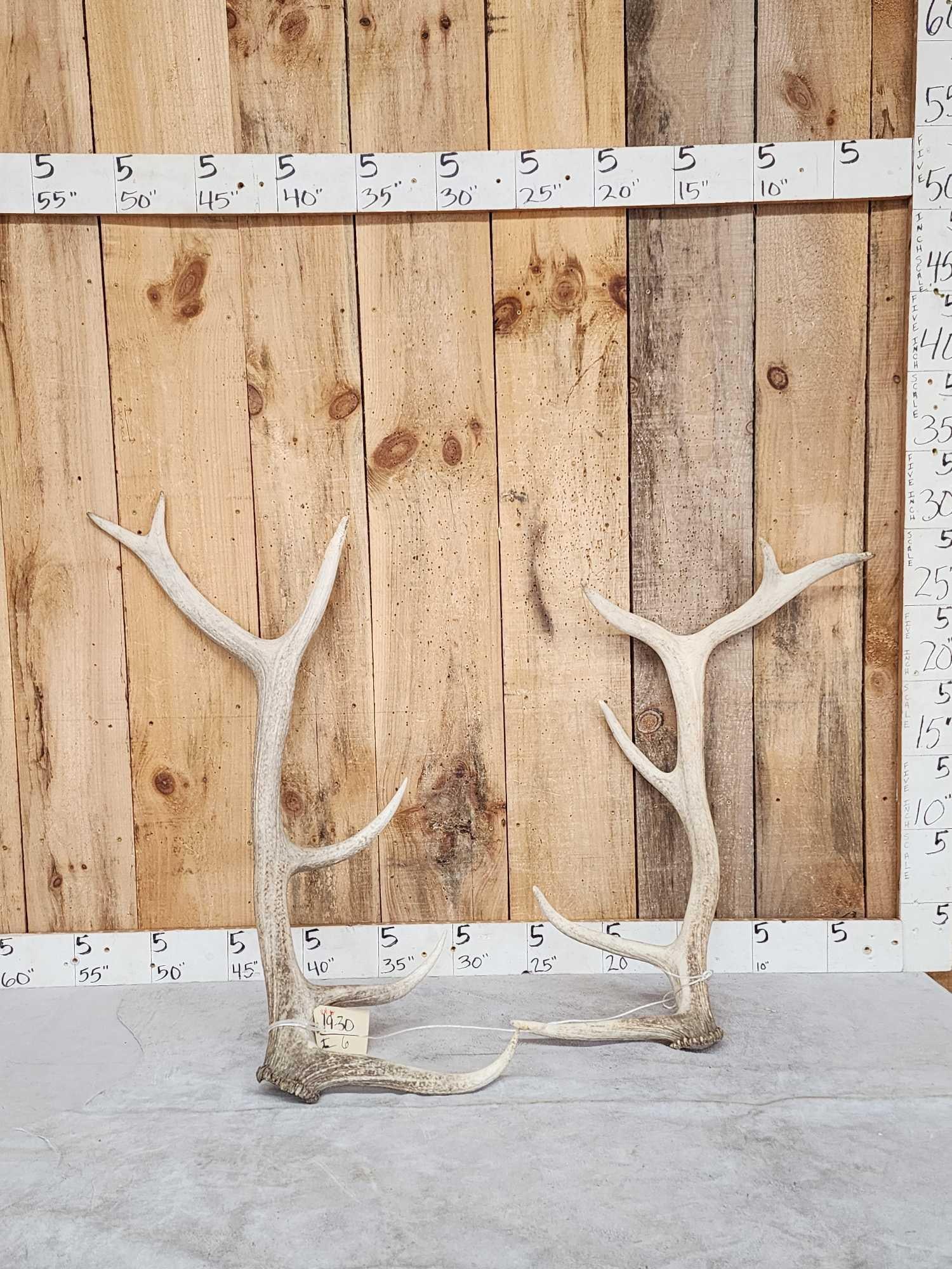 Set Of 6x6 Elk Shed Antlers (1 of 7)
