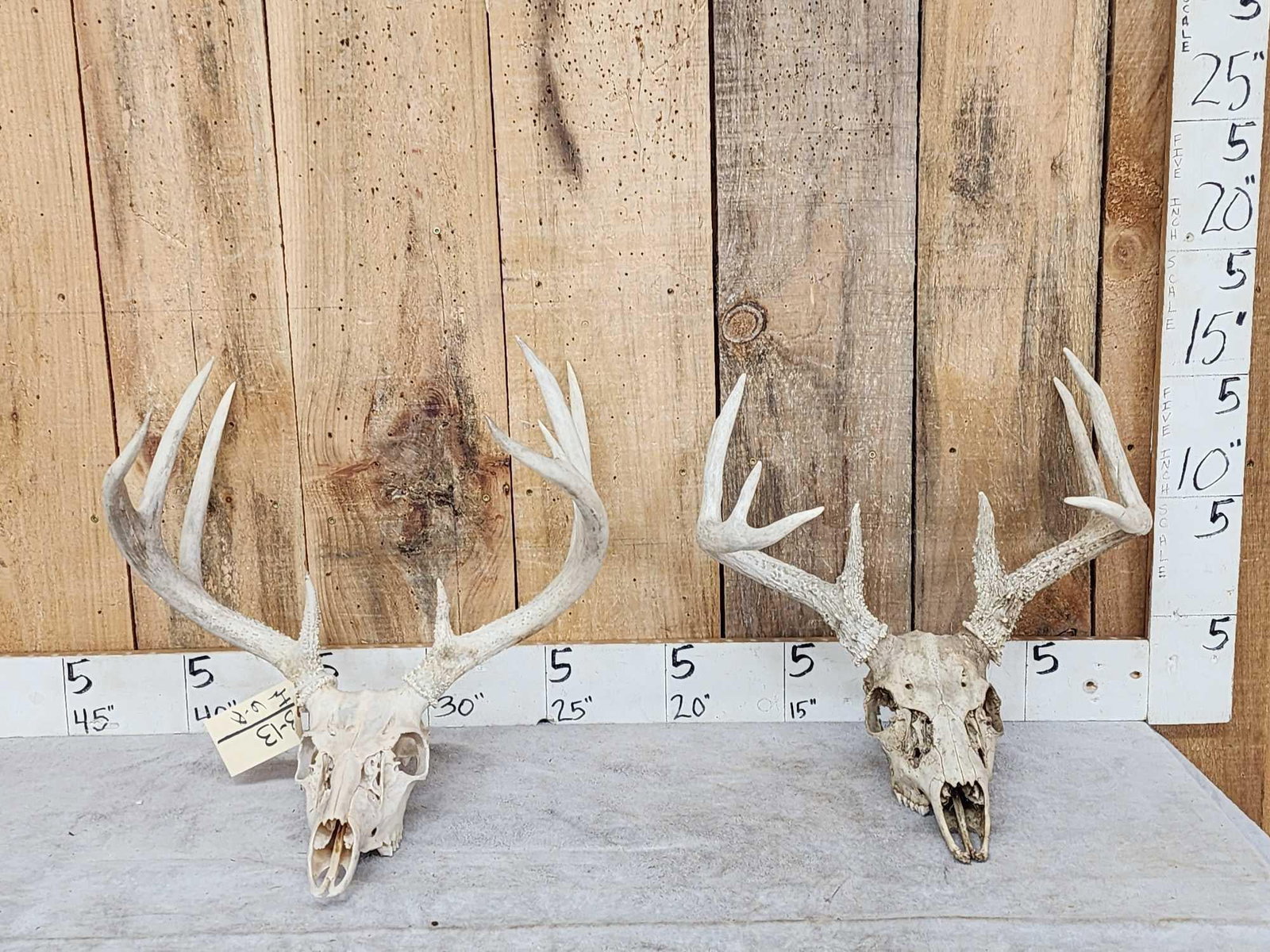 2 Sets Of Whitetail Antlers On Skull (1 of 5)