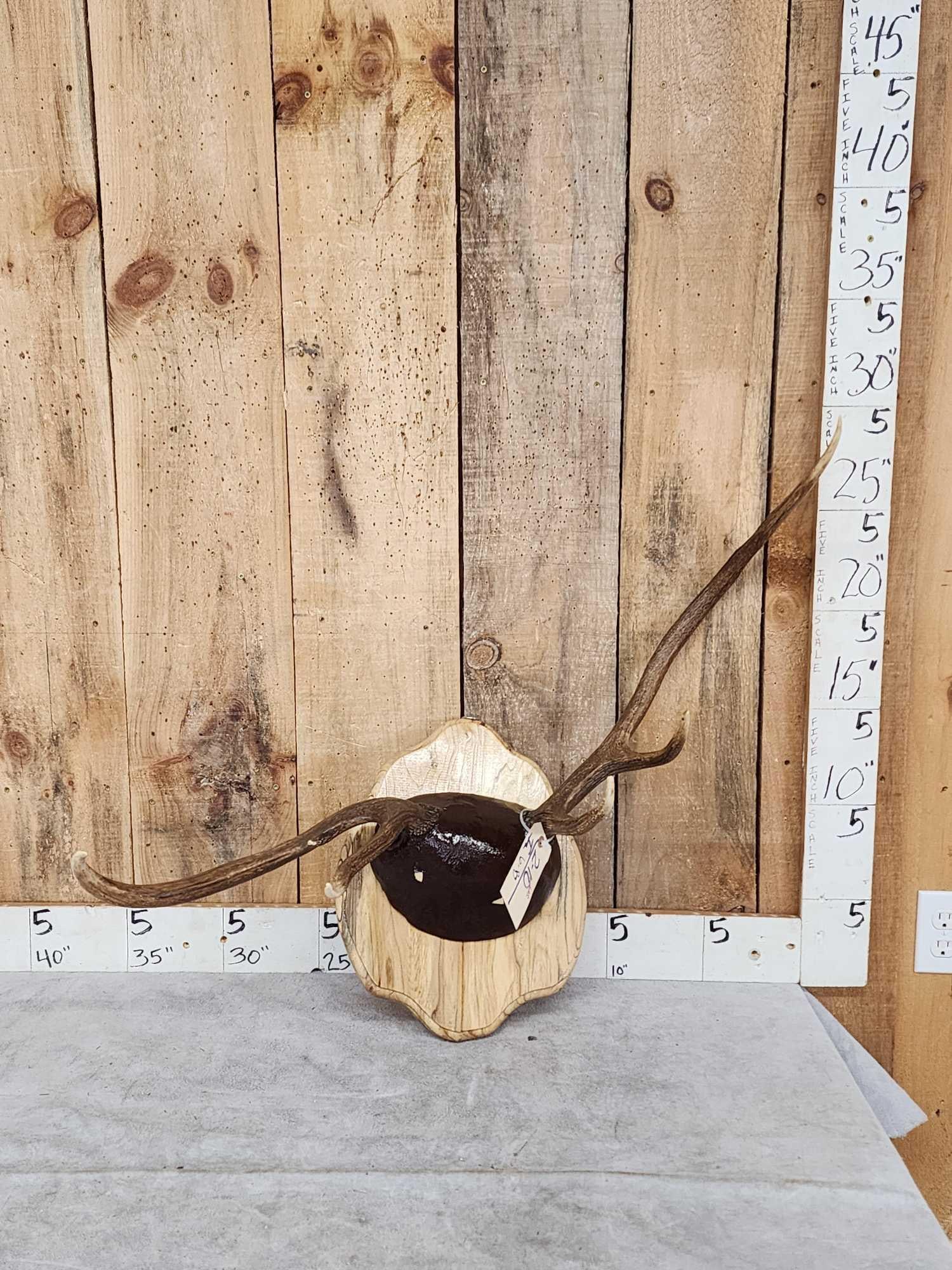 Freak Nontypical Elk Antlers On Plaque (1 of 3)