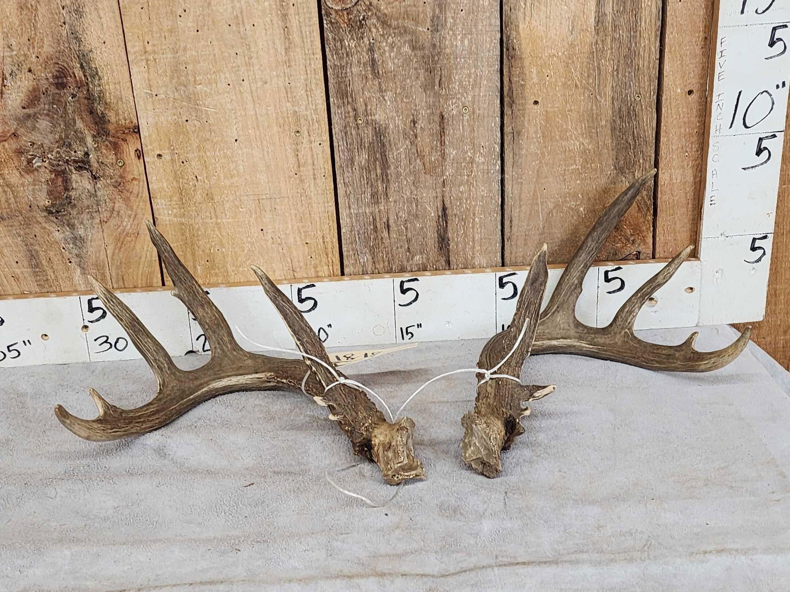 5x5 Whitetail Antlers On Split Skull Plate (1 of 5)
