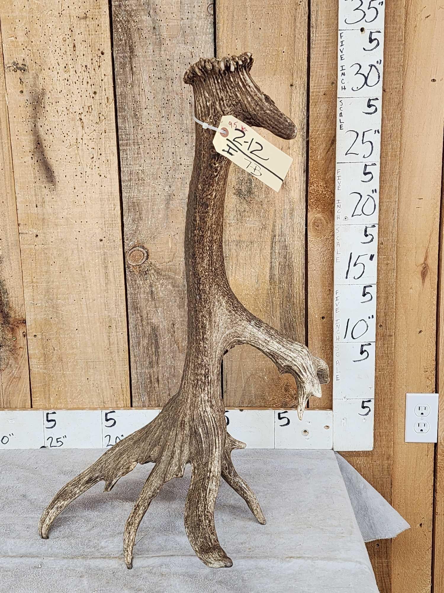 Gnarly Nontypical 9.5 Lbs Self Standing Elk Shed Antler (1 of 9)