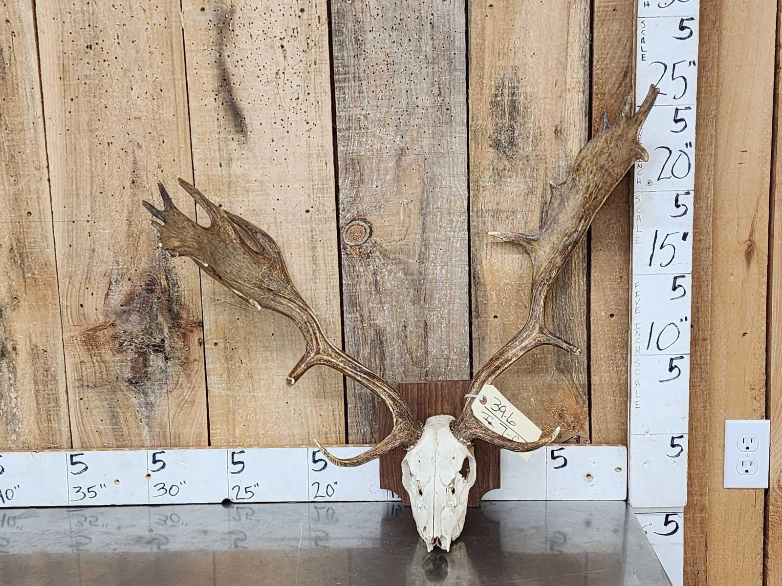 Fallow Deer Antlers On Skull (1 of 3)