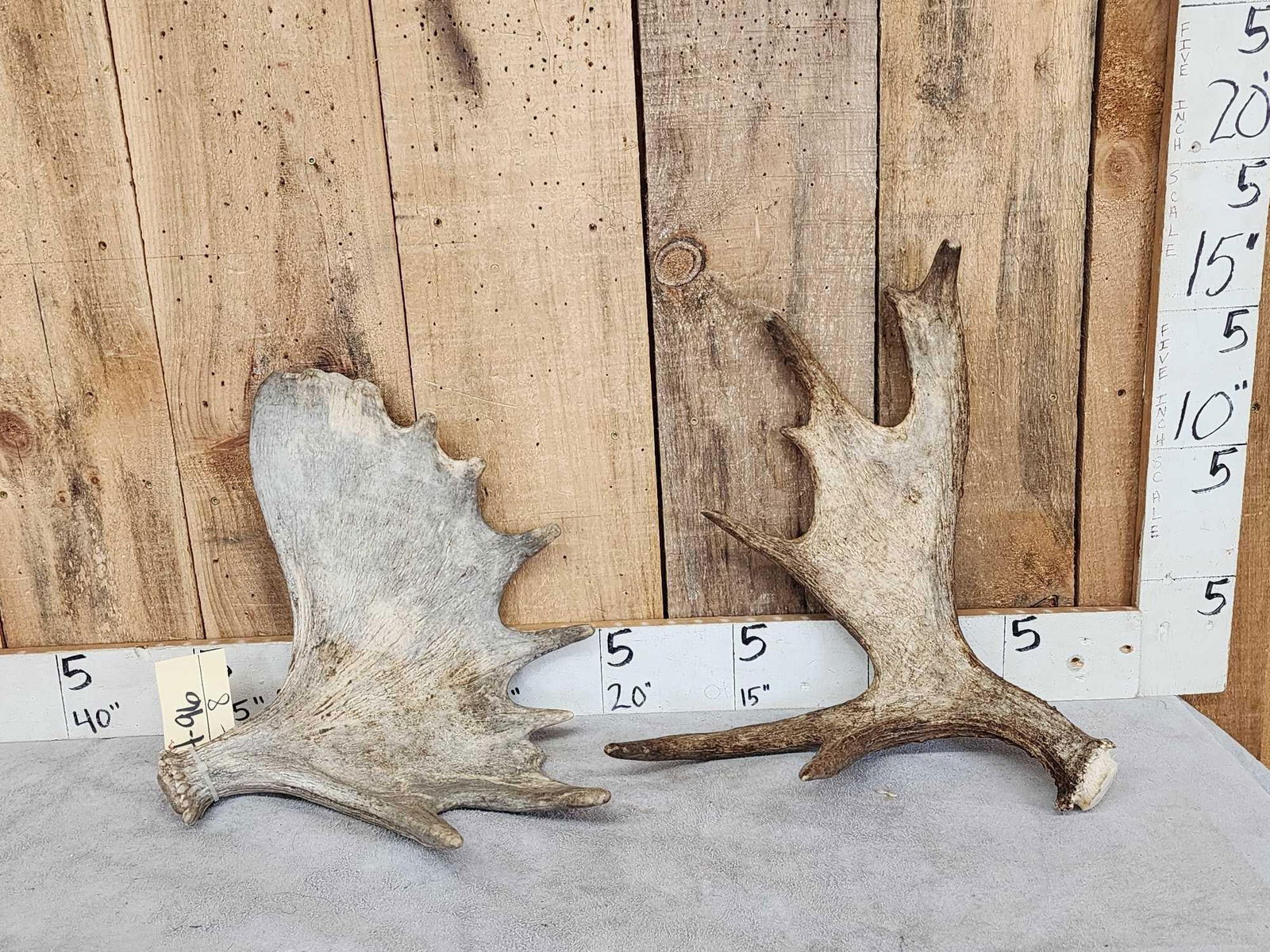 7.6 Lbs Of Moose Antler: 14.96 One shed one cut below the burr great for crafts