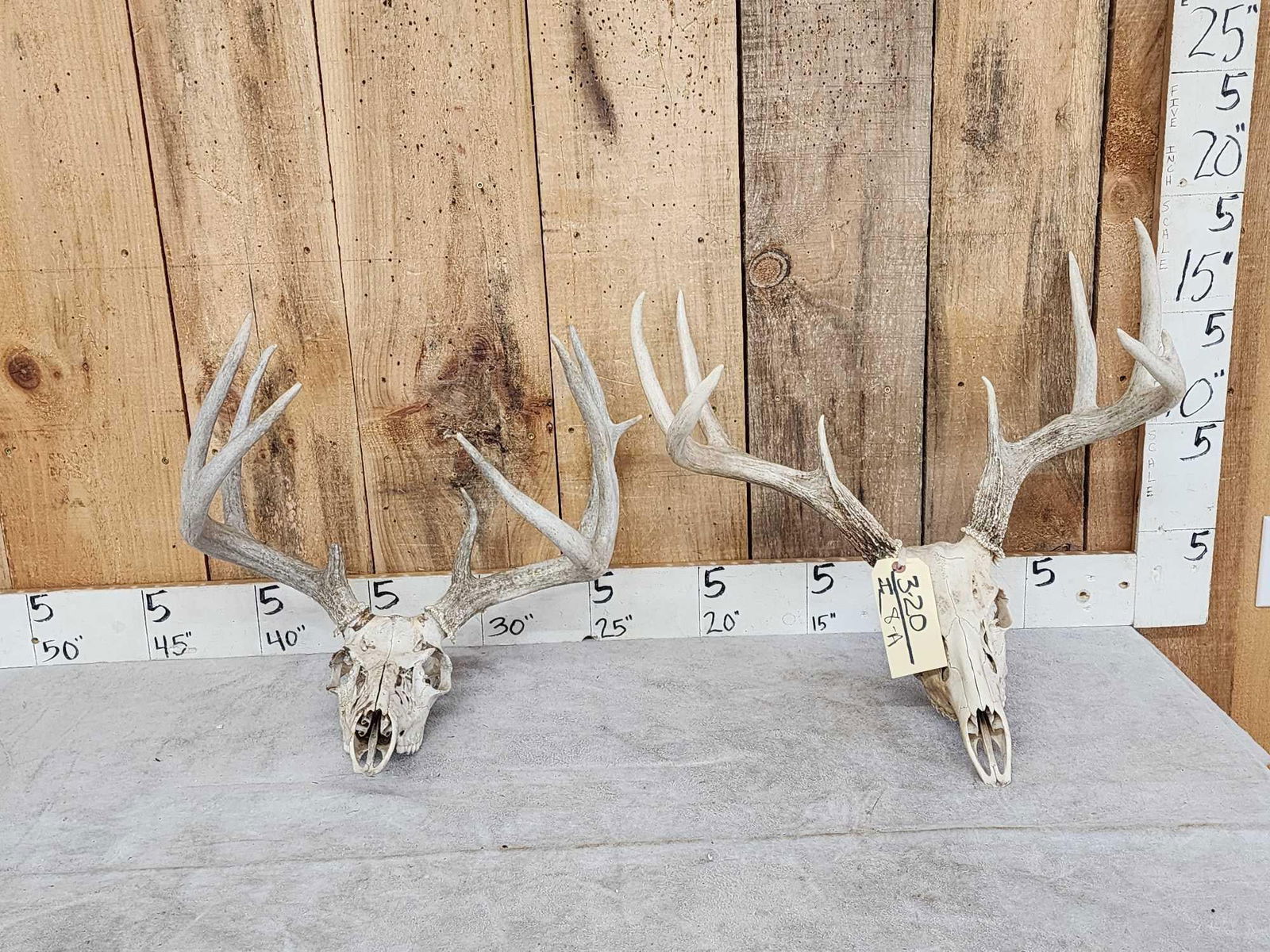 2 Sets Of Whitetail Antlers On Skull (1 of 3)