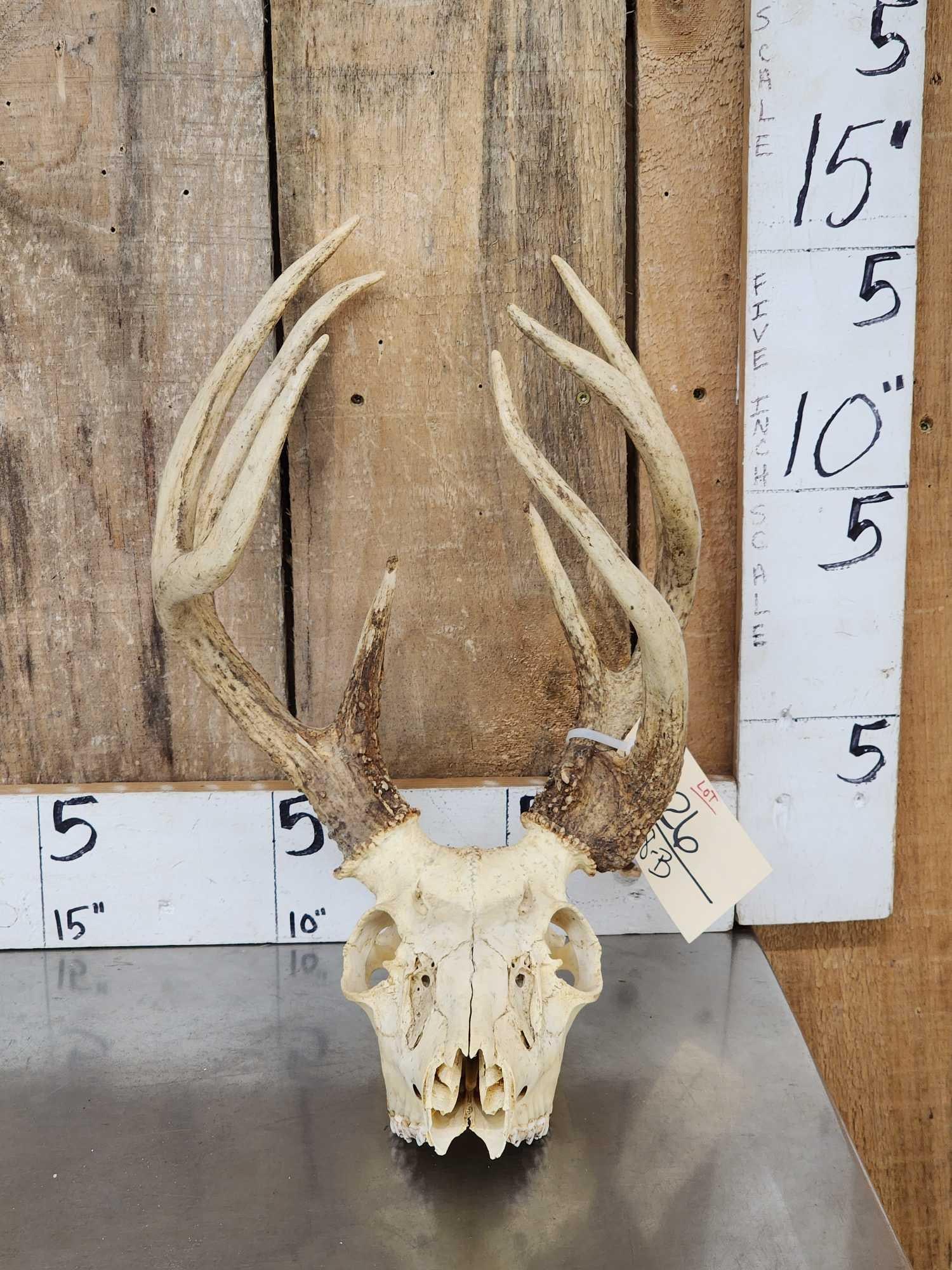 Double Main Beam Whitetail Antlers On Skull (1 of 5)