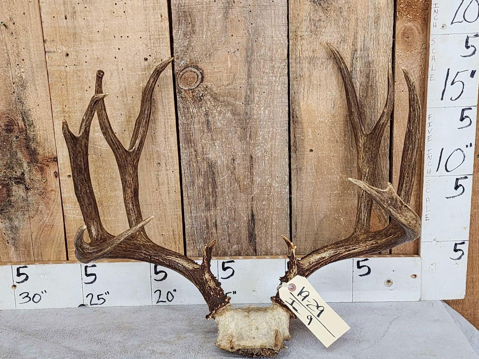 6x7 Mule Deer Antlers On Skull Plate: 19.39 Awesome color every tine split on his right side