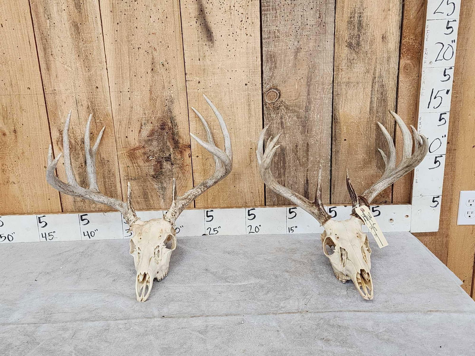 2 Sets Of Whitetail Antlers On Skull (1 of 3)