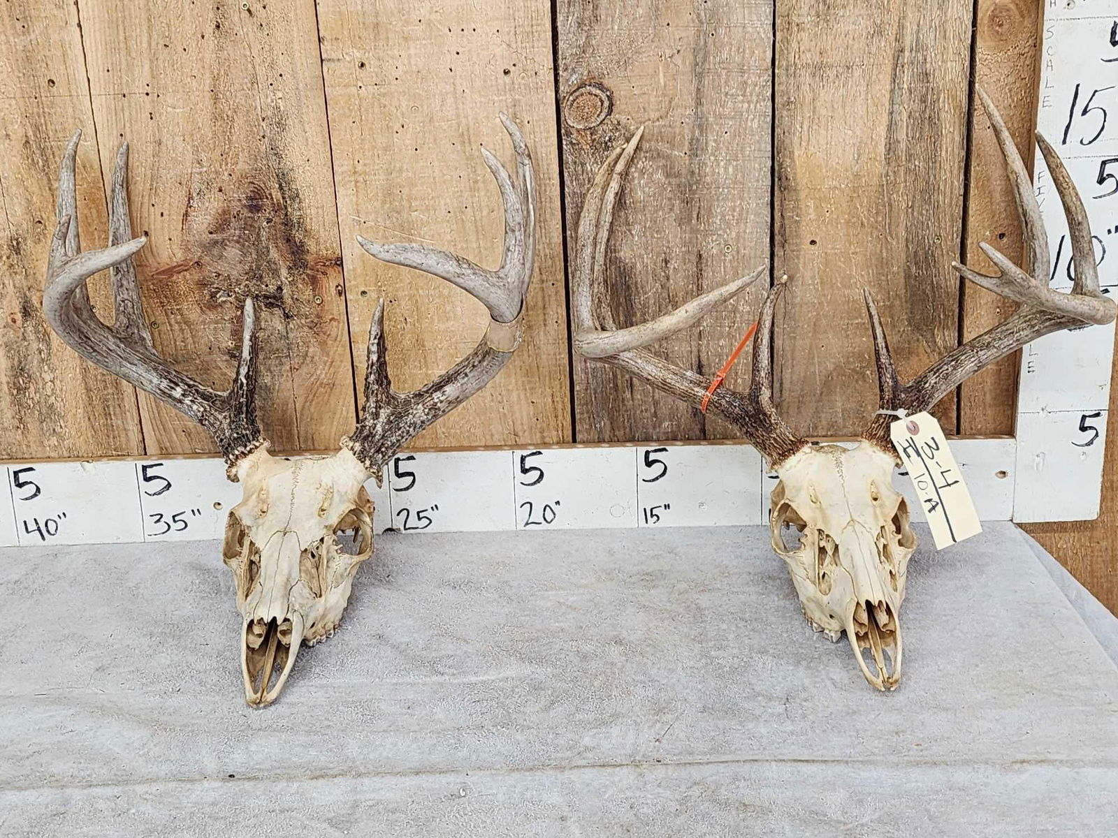2 Sets Of Whitetail Antlers On Skull (1 of 5)
