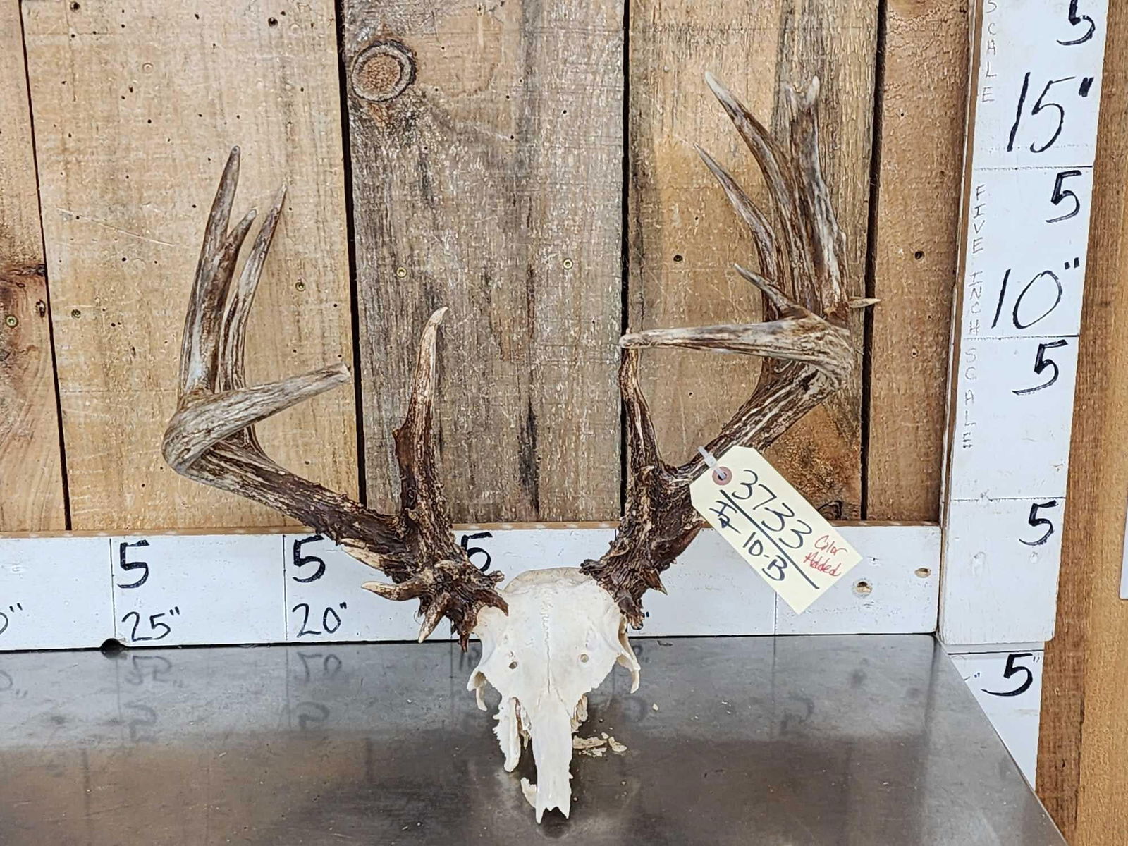 Crazy Main Frame 6x5 Whitetail Antlers On Skull Plate (1 of 6)
