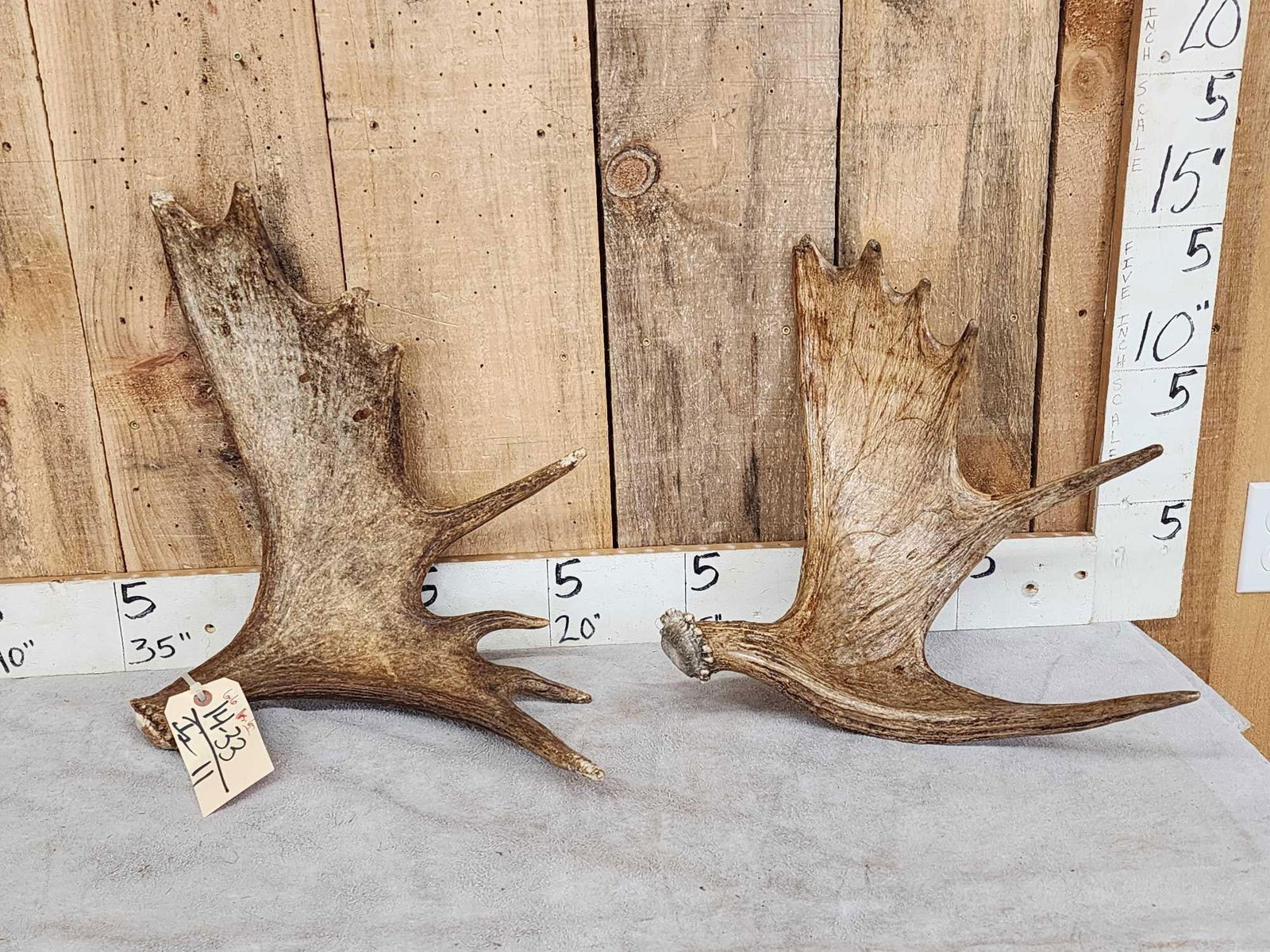 2 Moose Shed Antlers (1 of 4)