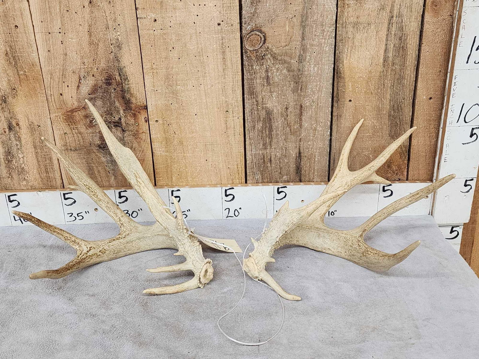 BIG Main Frame 4x5 Whitetail Shed Antlers (1 of 6)