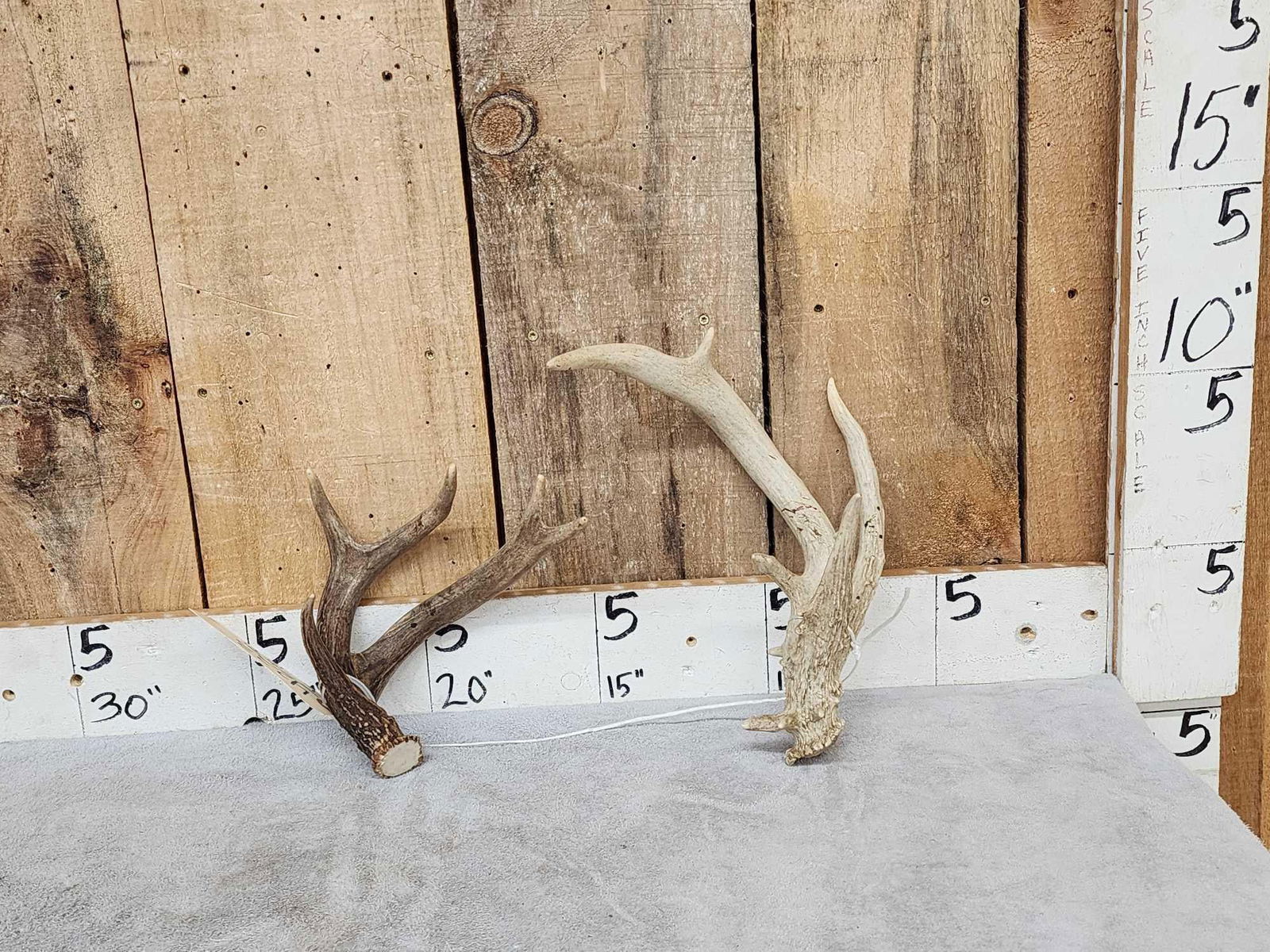 2 Double Main Beam Whitetail Antlers: 42.33 One shed one cut below the burr Cool freak collector pieces