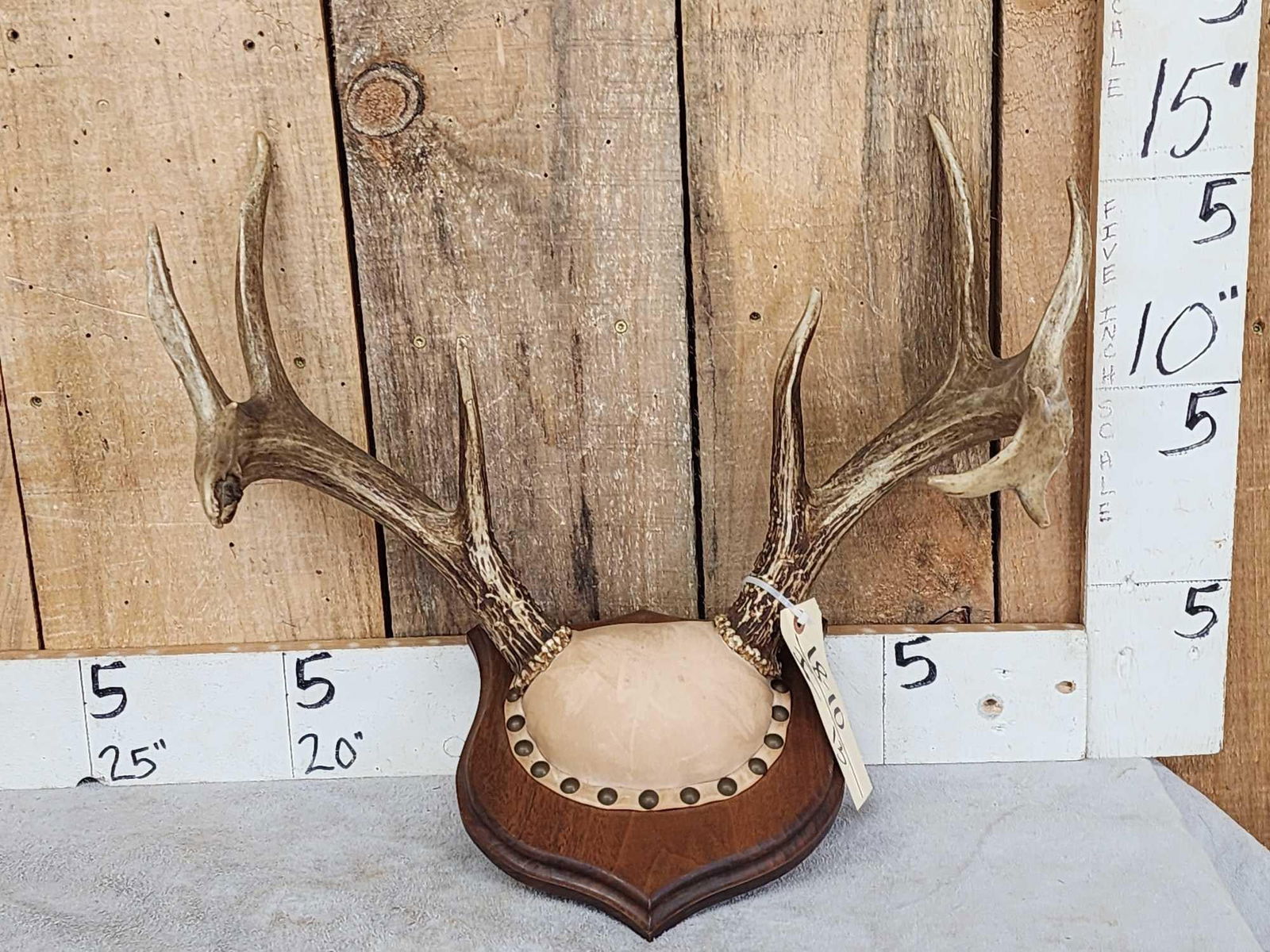 4x5 Whitetail Antlers On Plaque (1 of 3)