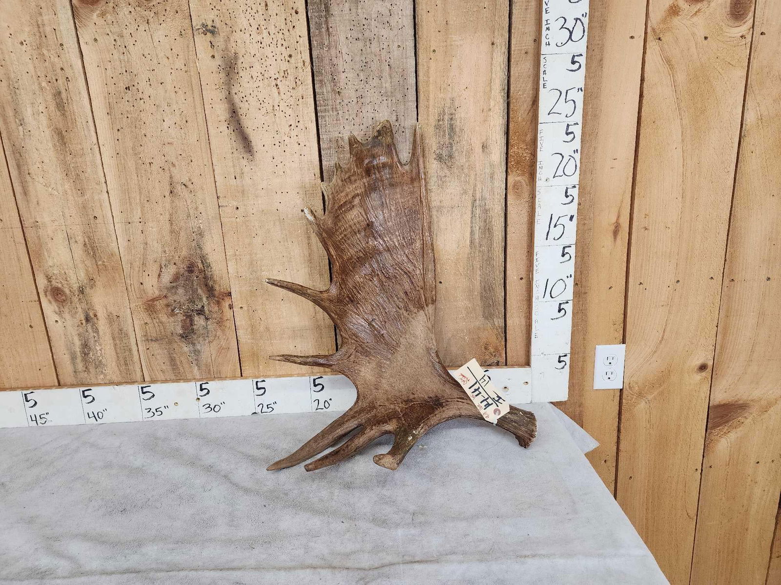 9.9 Lbs Moose Shed Antler: 14.41 Color added repaired